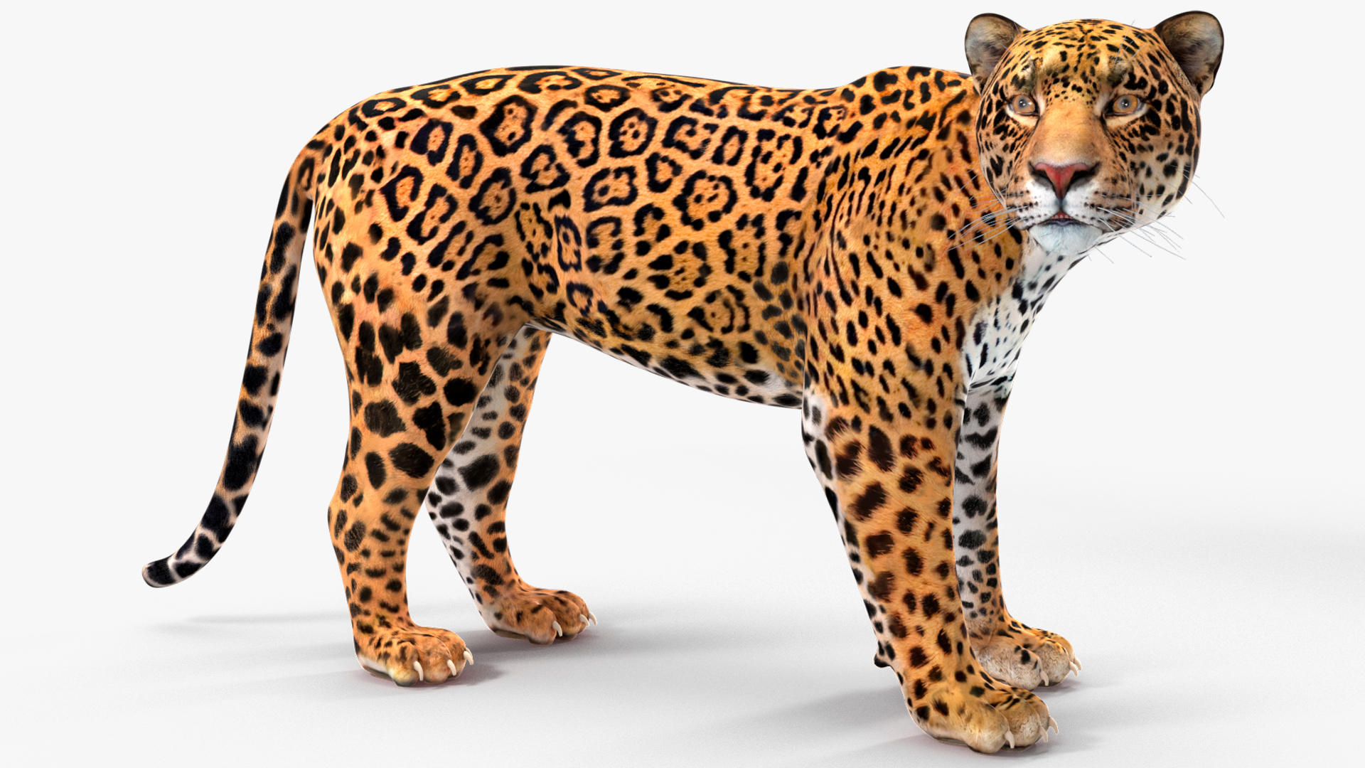 Jaguar Stand Pose 3D