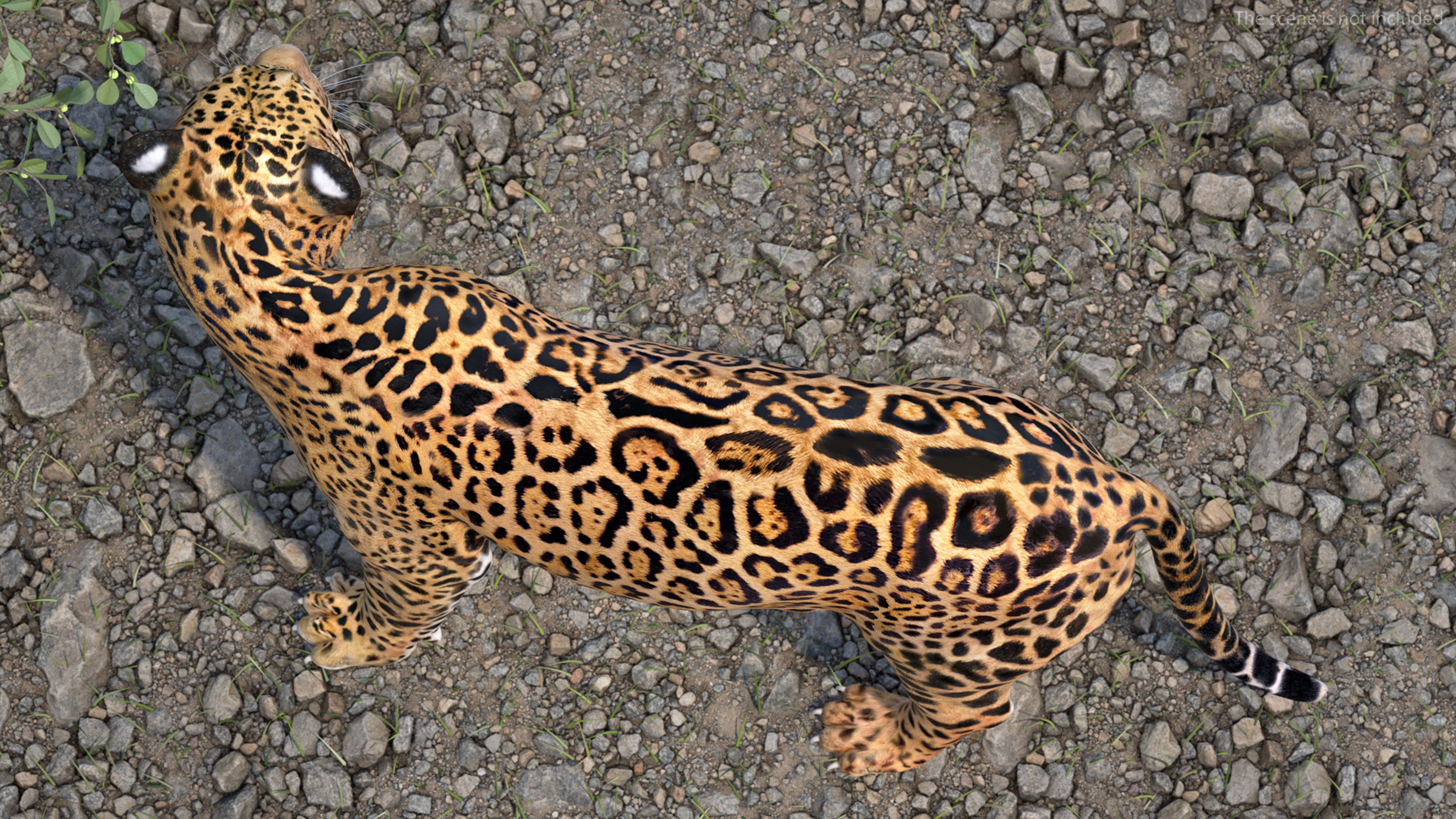 Jaguar Stand Pose 3D