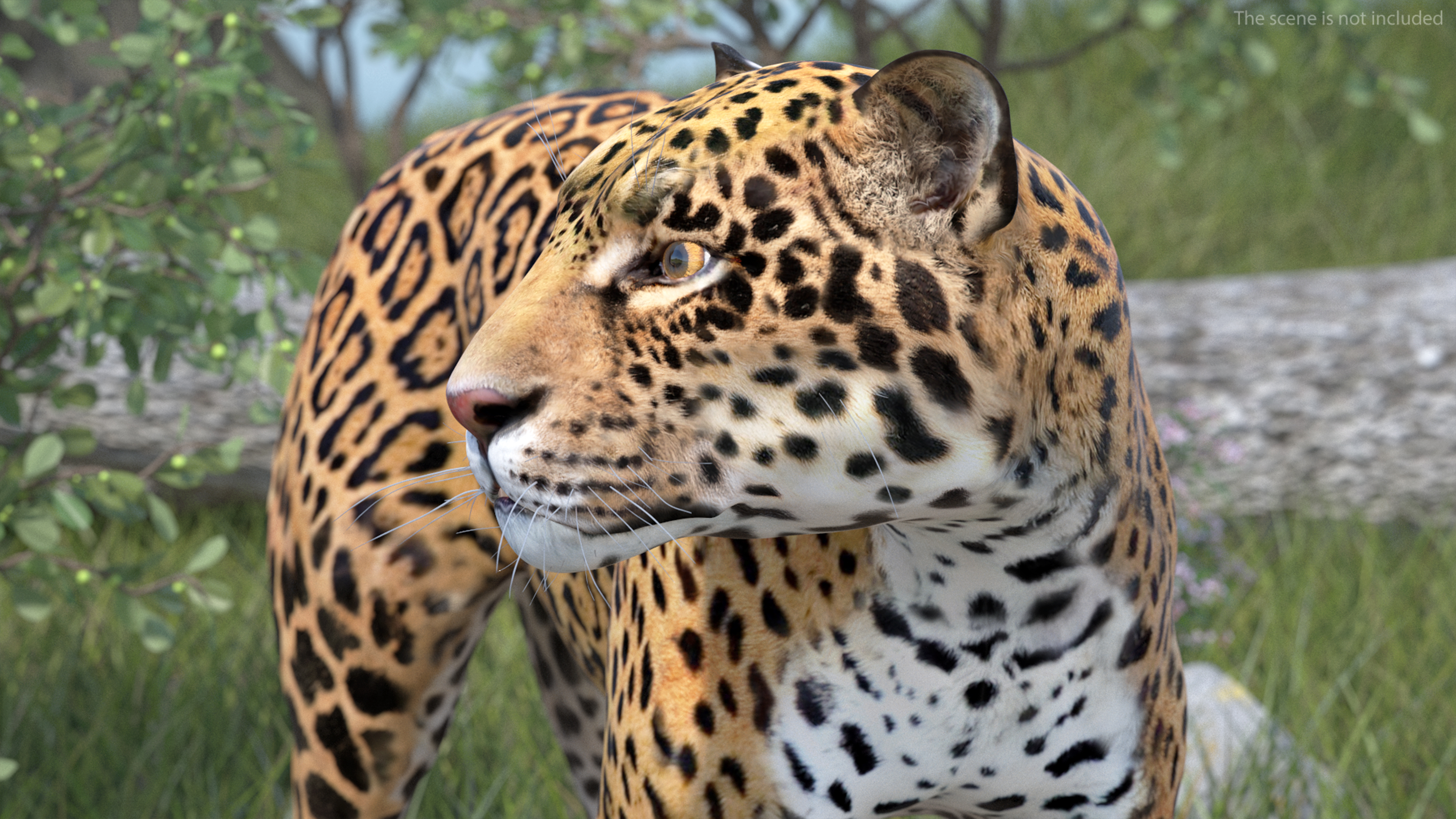 Jaguar Stand Pose 3D