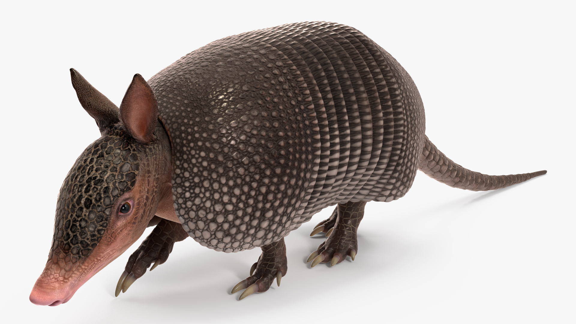 3D Armadillo in Walking Pose Black