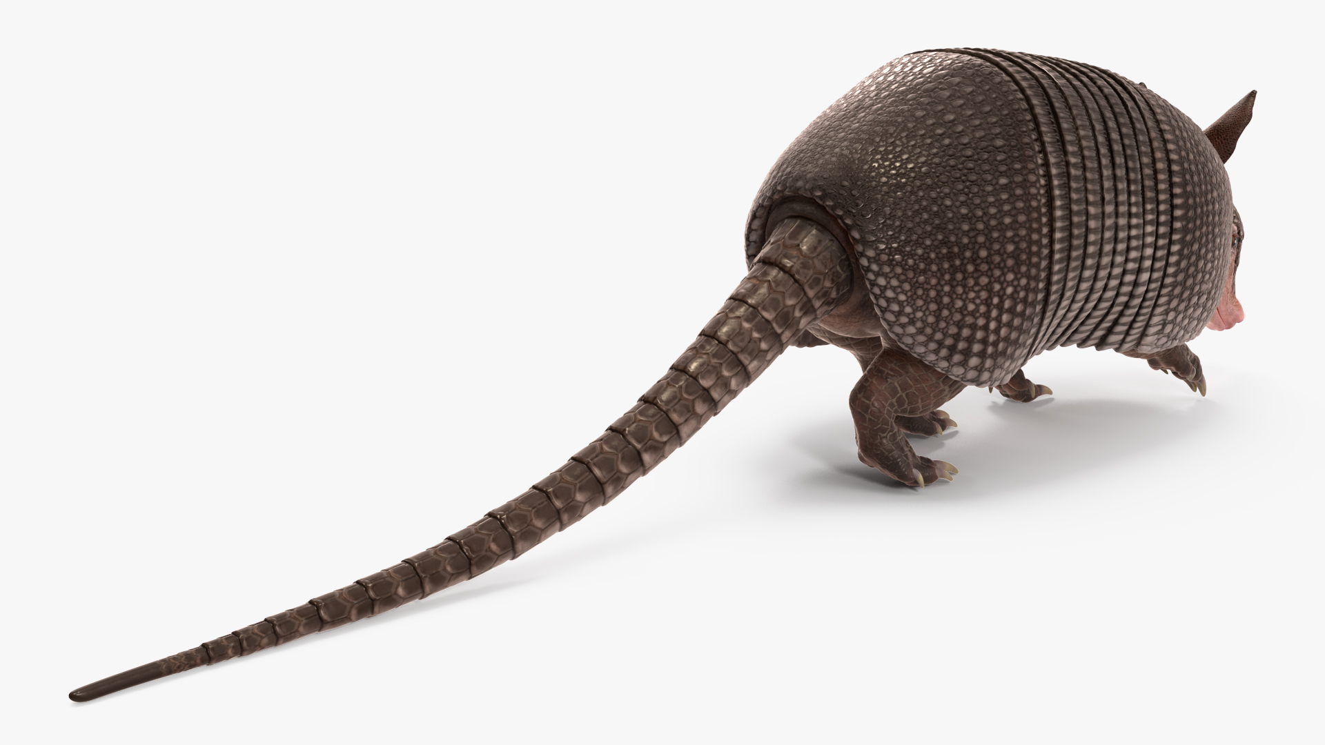 3D Armadillo in Walking Pose Black