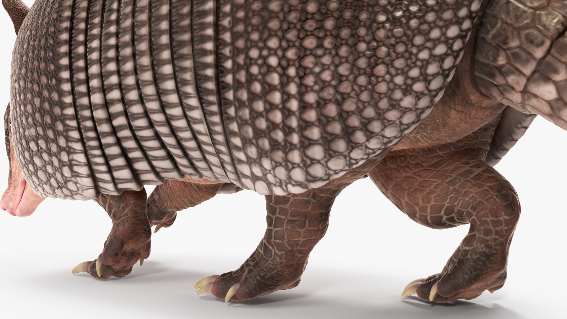 3D Armadillo in Walking Pose Black