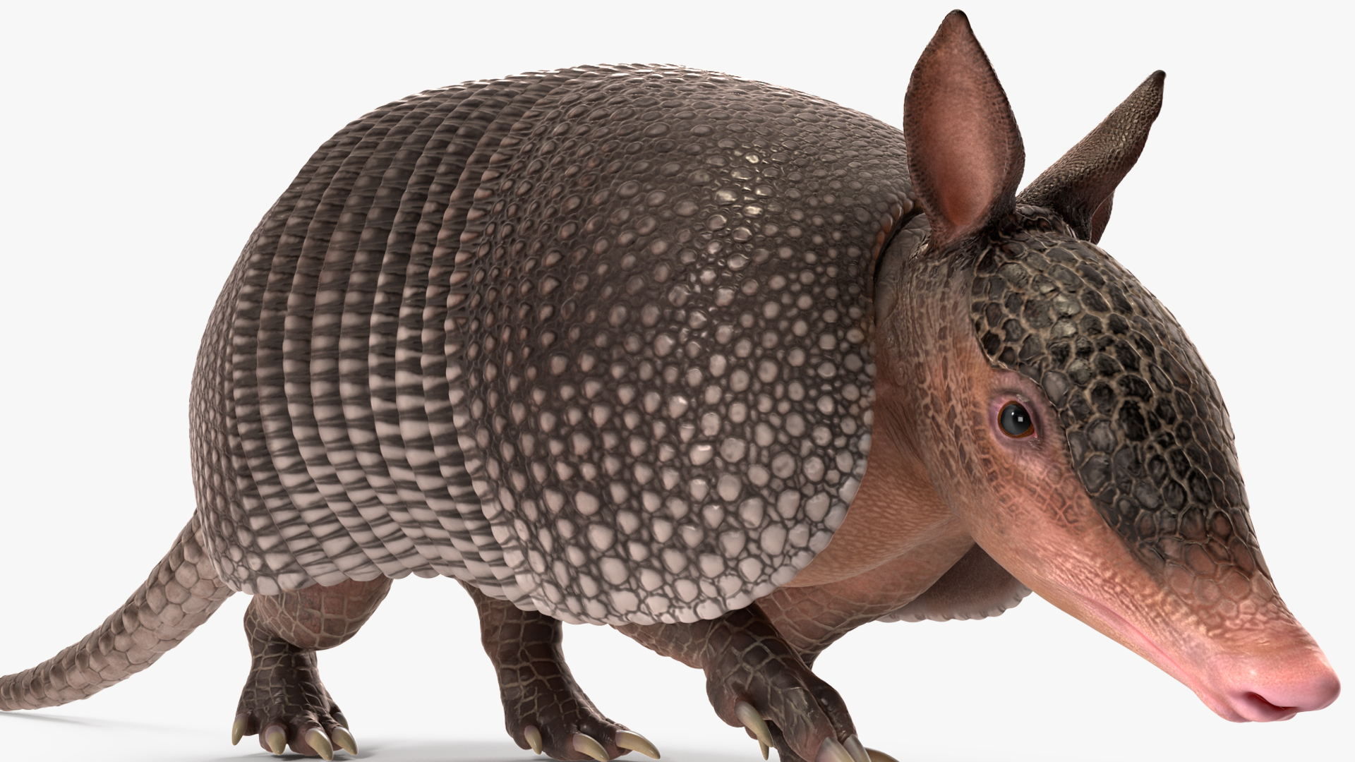 3D Armadillo in Walking Pose Black