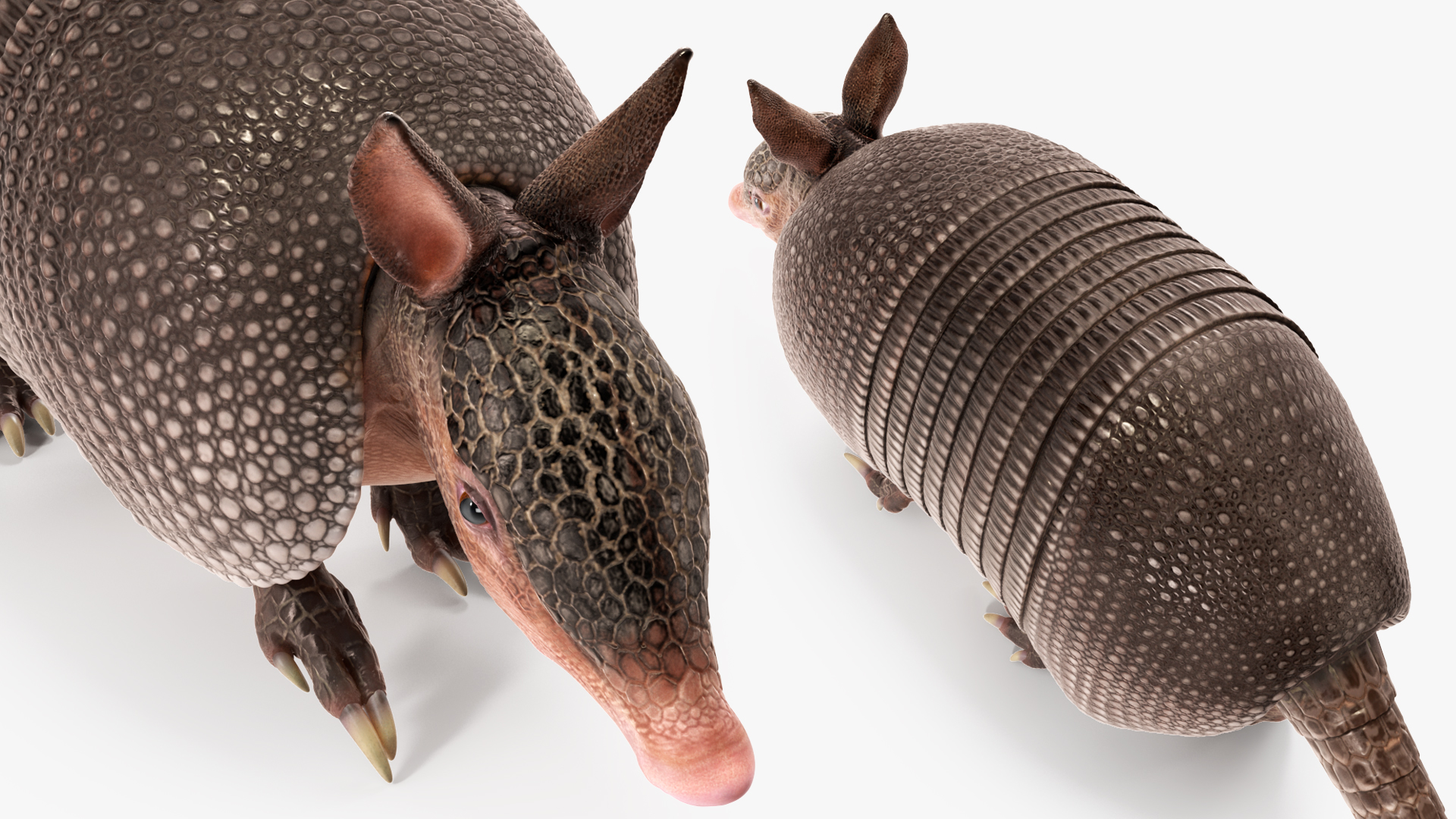 3D Armadillo in Walking Pose Black