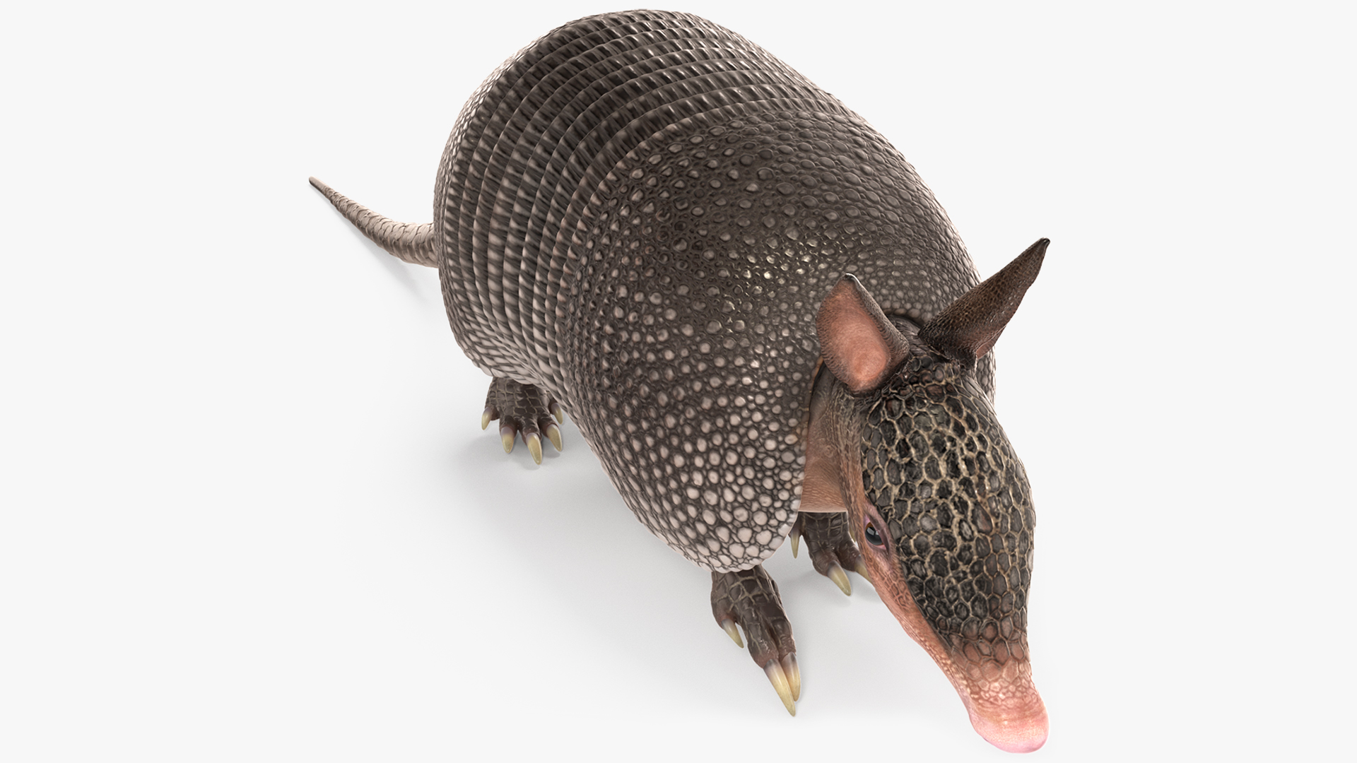 3D Armadillo in Walking Pose Black