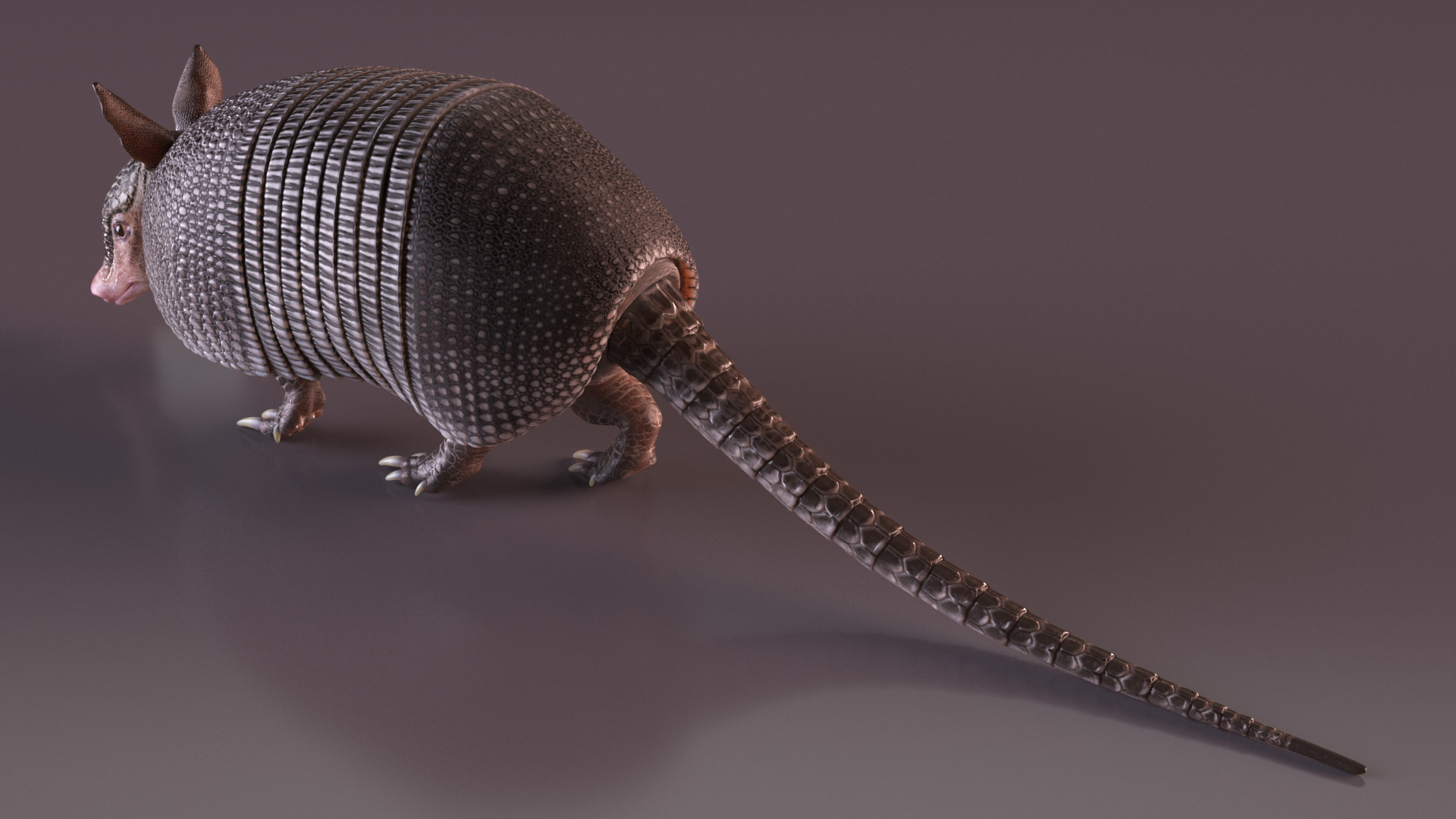 3D Armadillo in Walking Pose Black