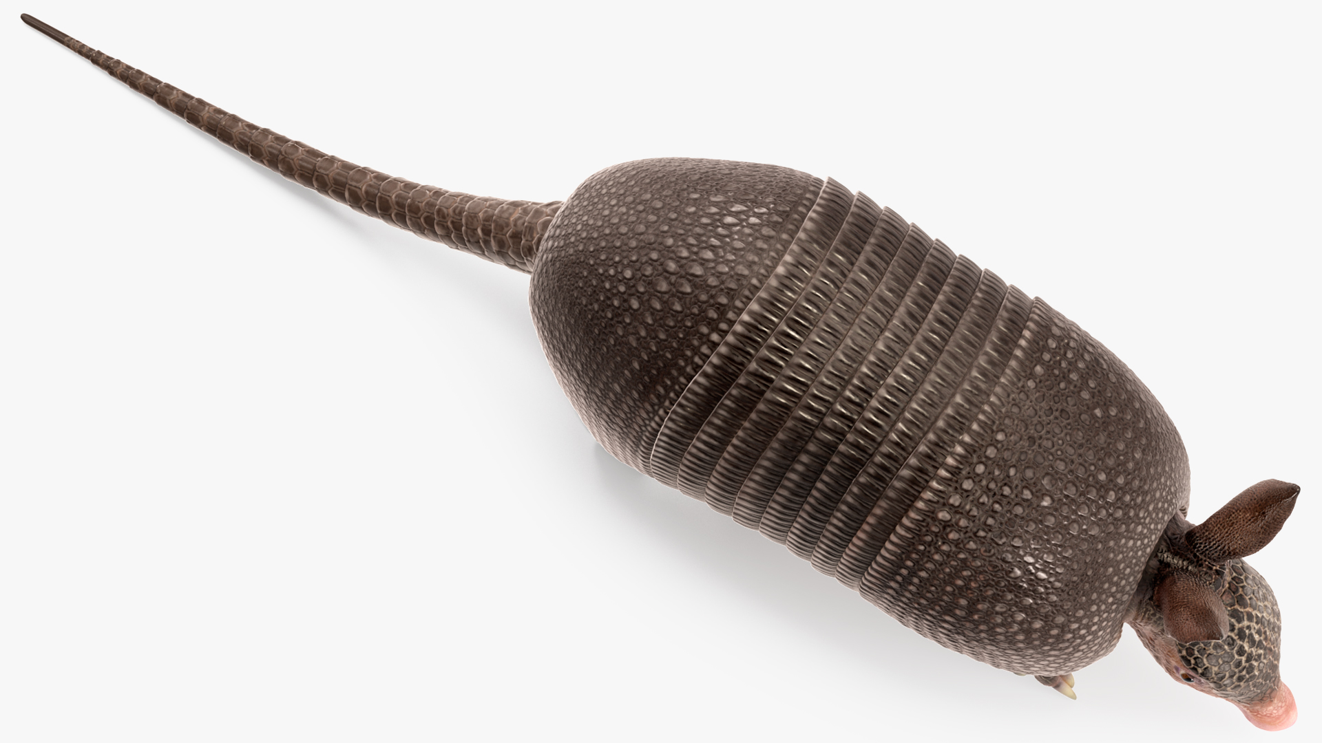 3D Armadillo in Walking Pose Black