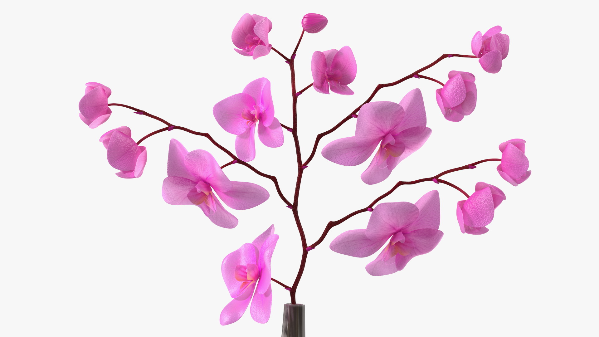 3D model Phalaenopsis Pink Orchid Stem in Ceramic Vase