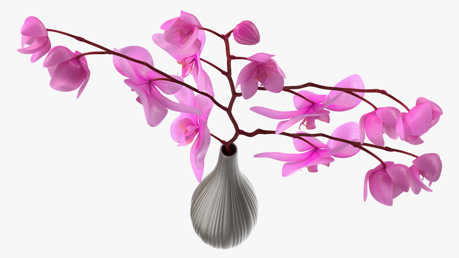 3D model Phalaenopsis Pink Orchid Stem in Ceramic Vase