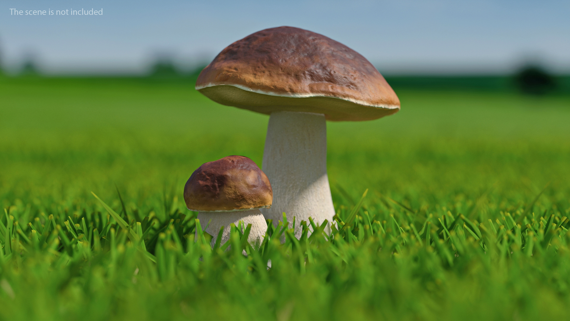 Boletus Edulis 3D model