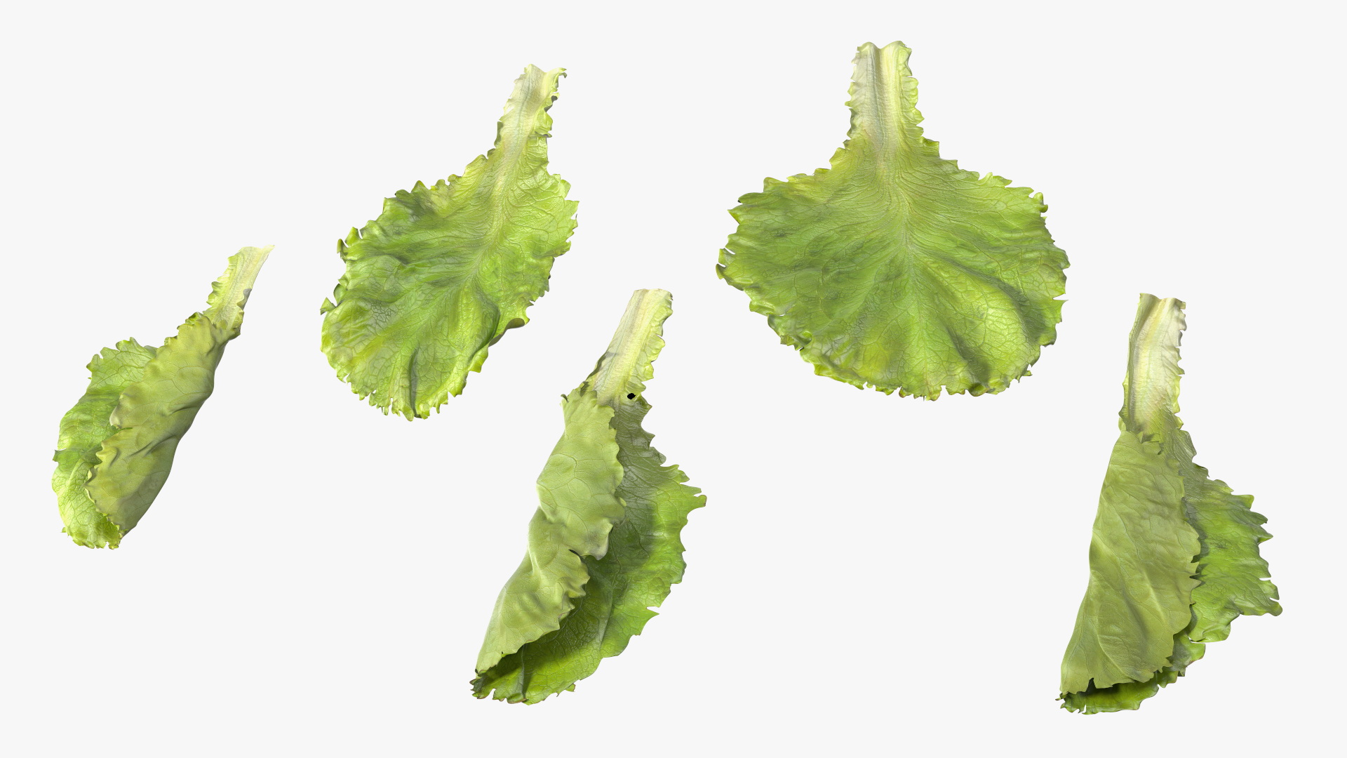 3D Lettuce Leaves on Plate model