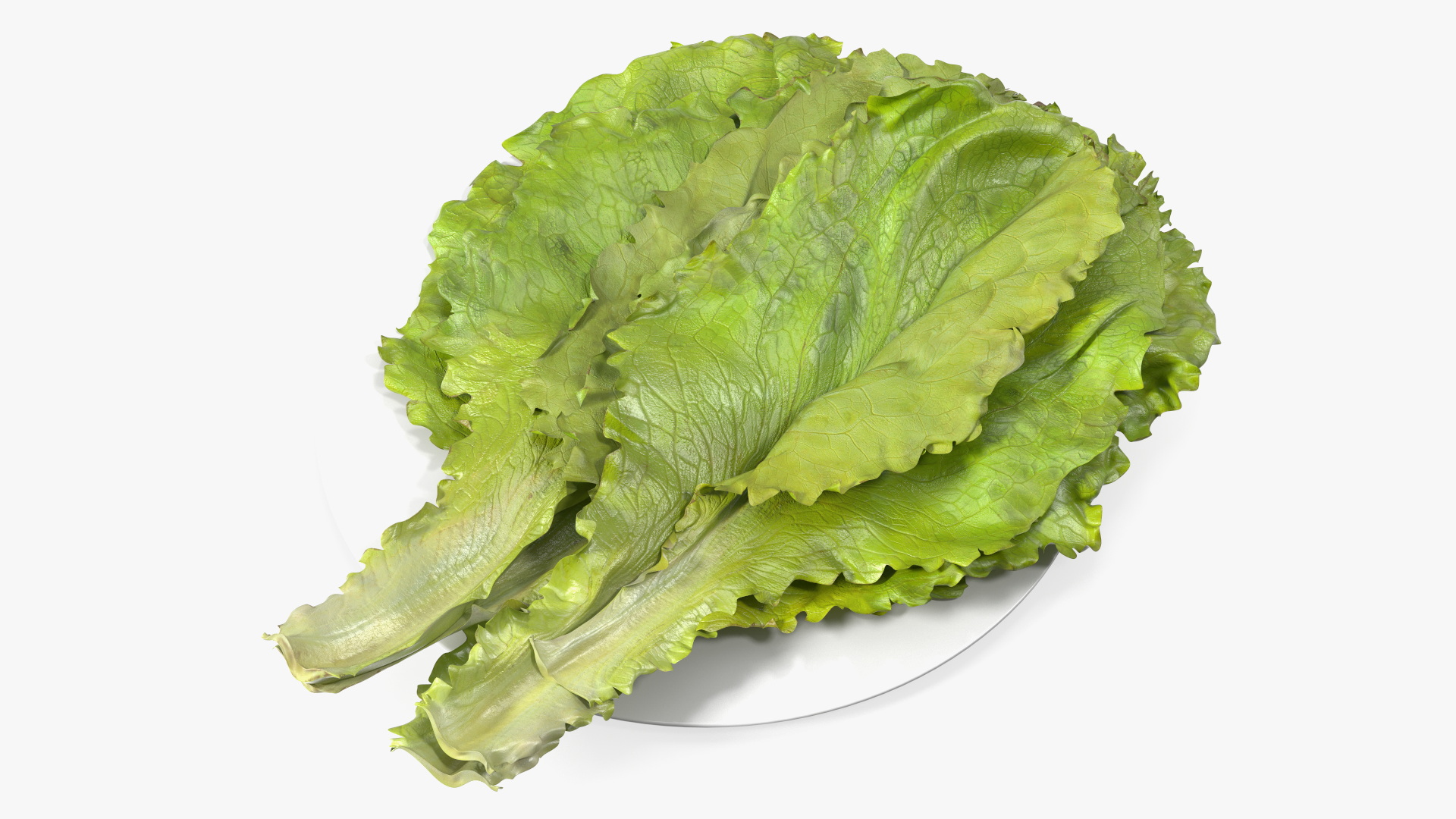 3D Lettuce Leaves on Plate model