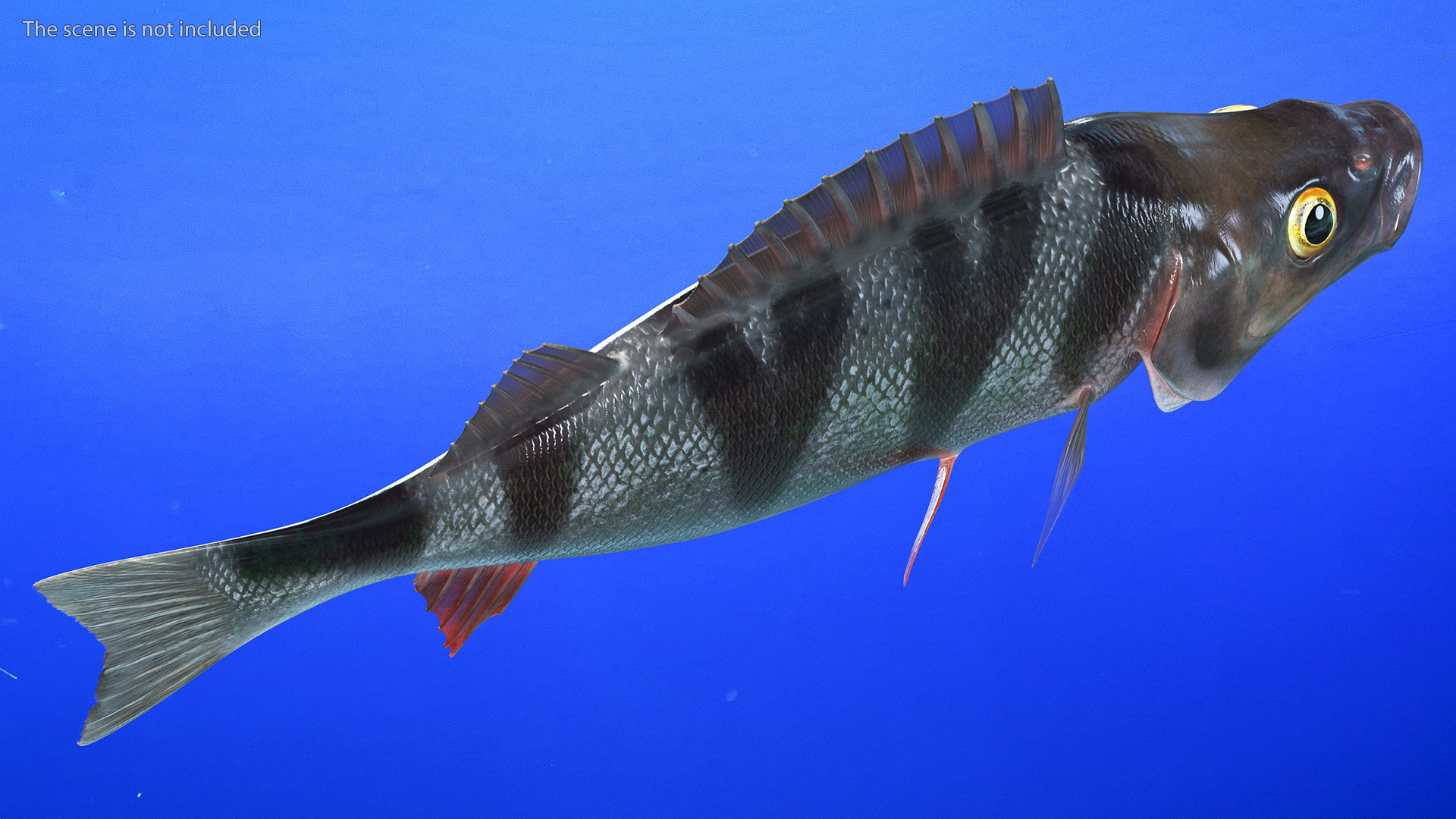 Perca Fluviatilis 3D