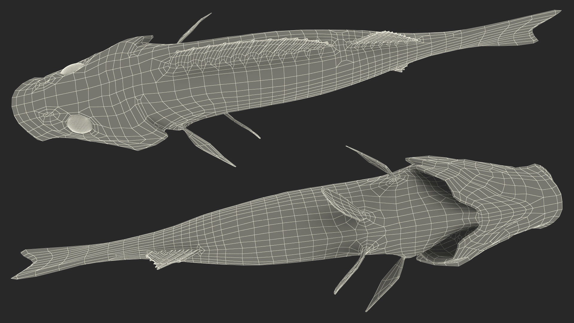 Perca Fluviatilis 3D