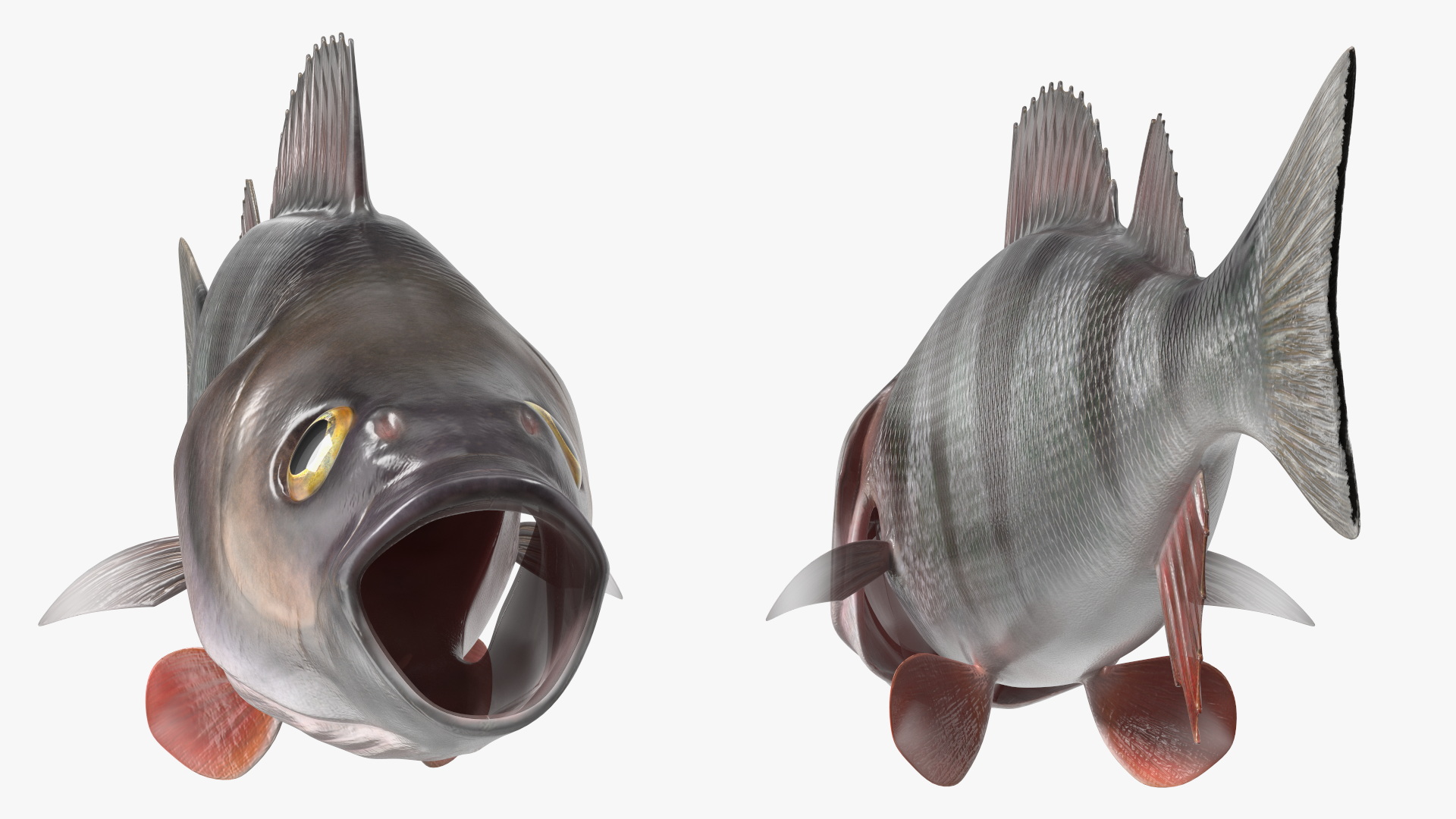 Perca Fluviatilis 3D