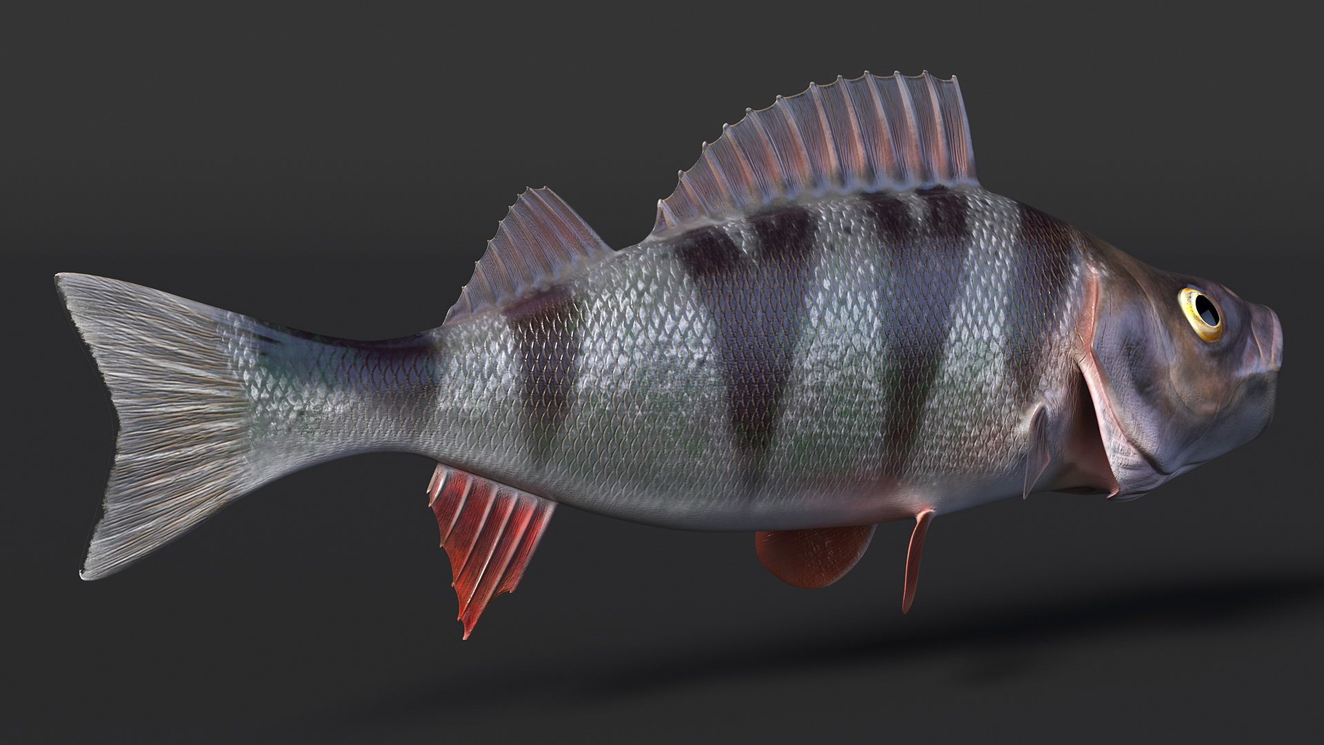 Perca Fluviatilis 3D