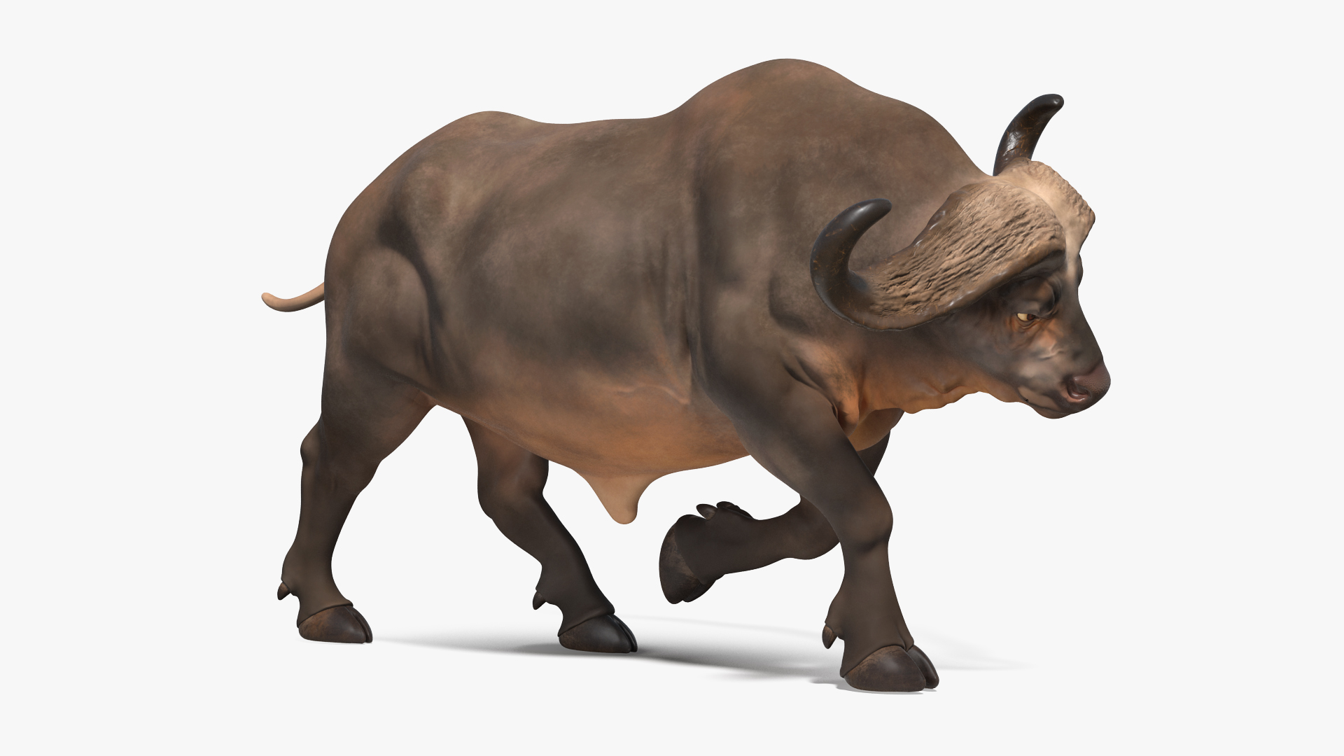 3D model African Buffalo Attacking Pose