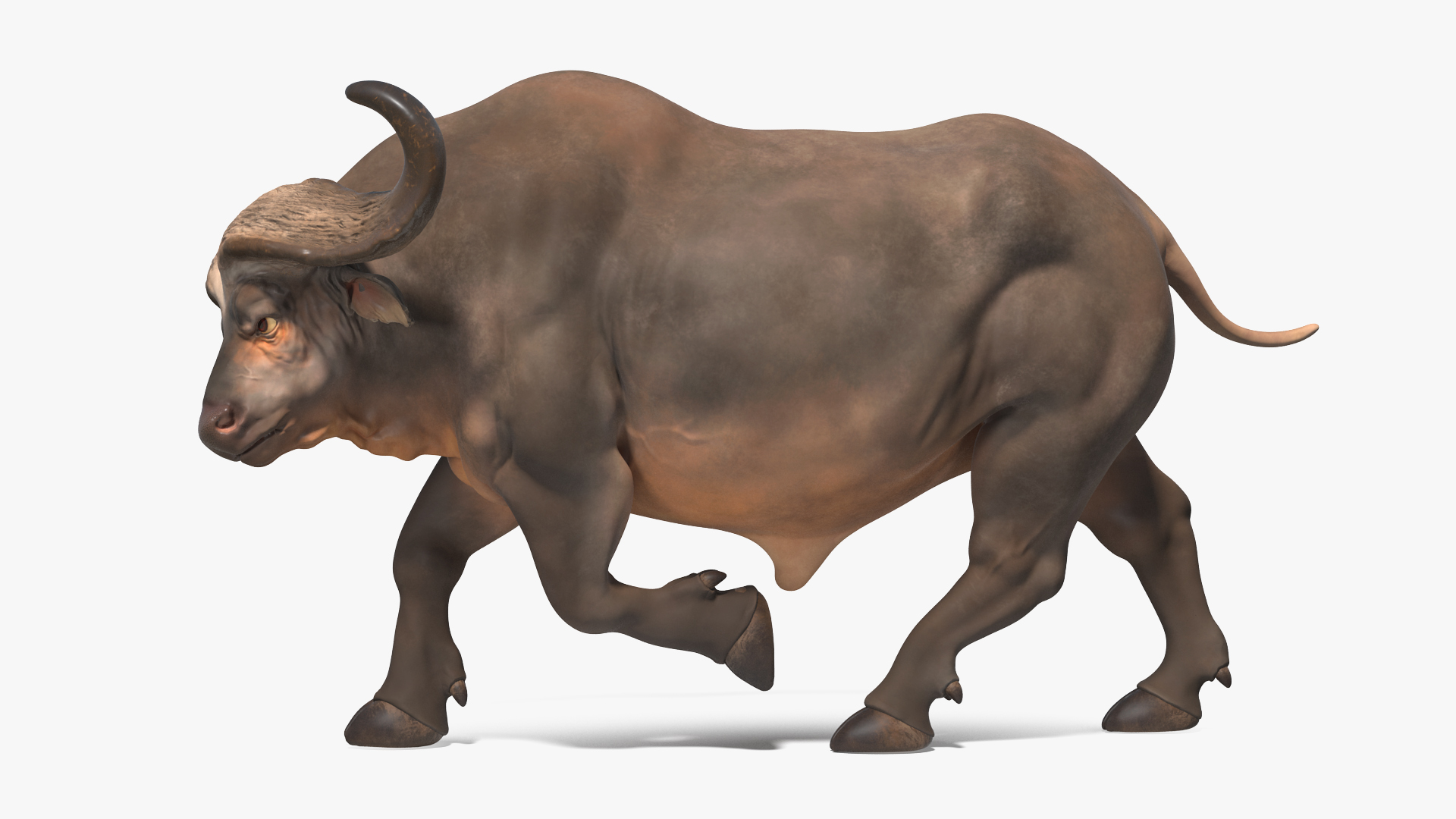 3D model African Buffalo Attacking Pose