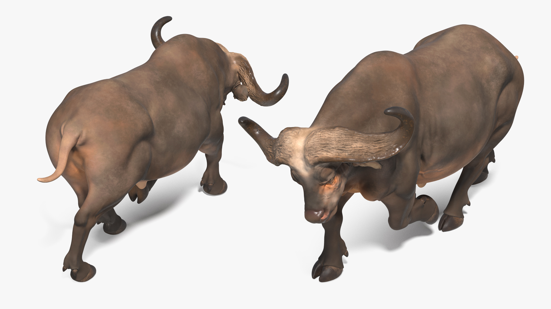 3D model African Buffalo Attacking Pose