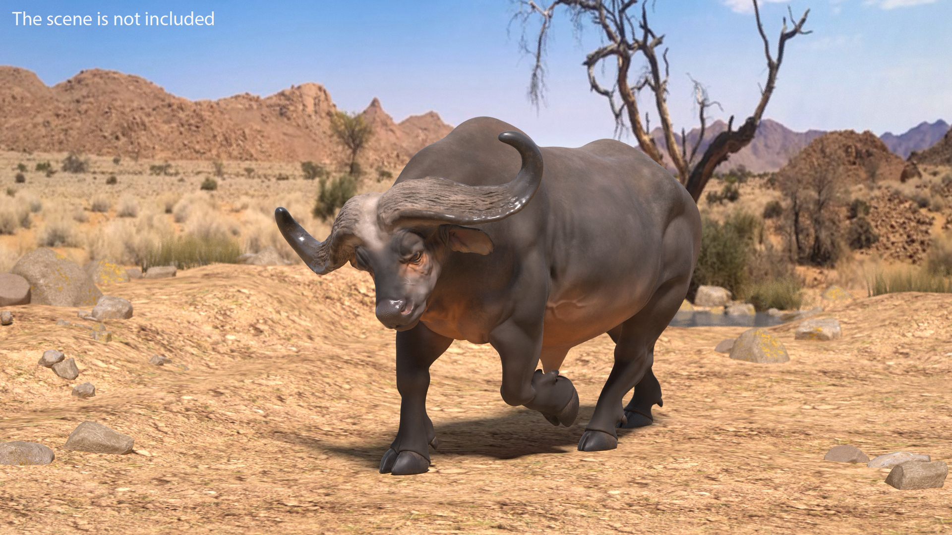 3D model African Buffalo Attacking Pose