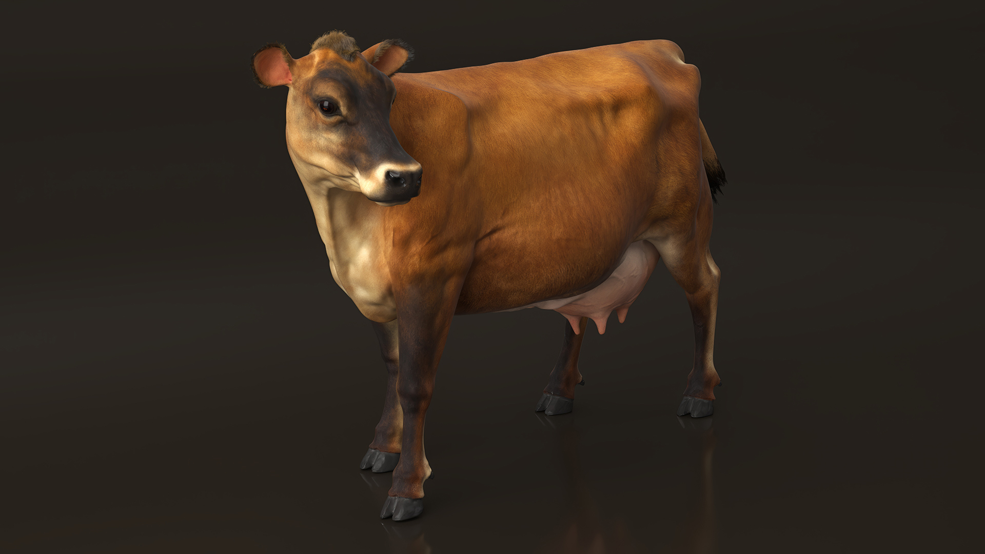 3D Channel Island Cow Brown Fur model