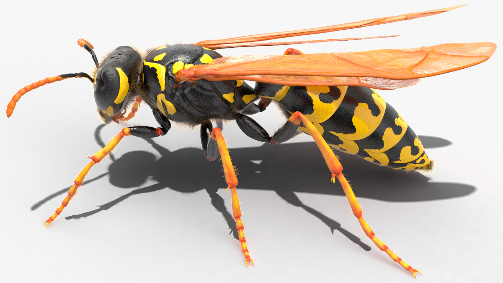 3D model Wasp Fur Rigged