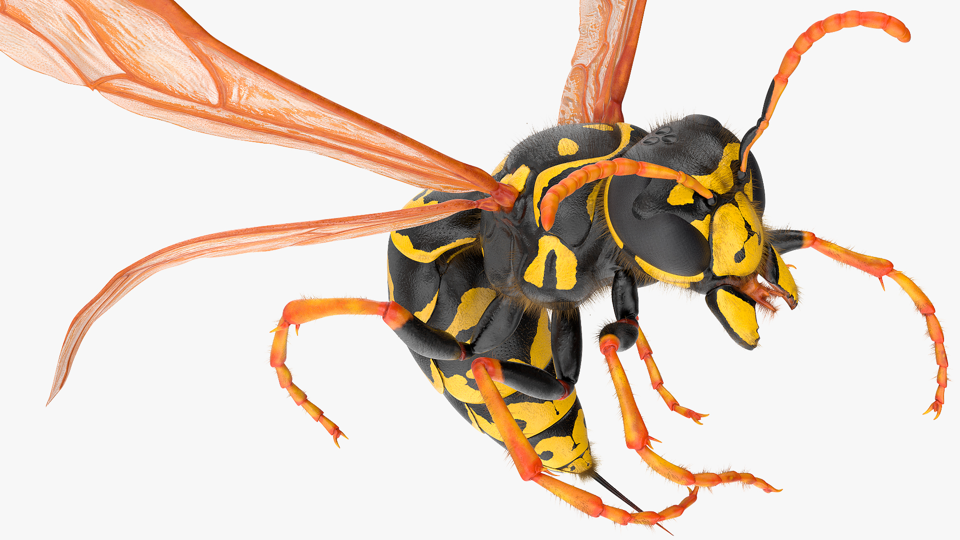 3D model Wasp Fur Rigged