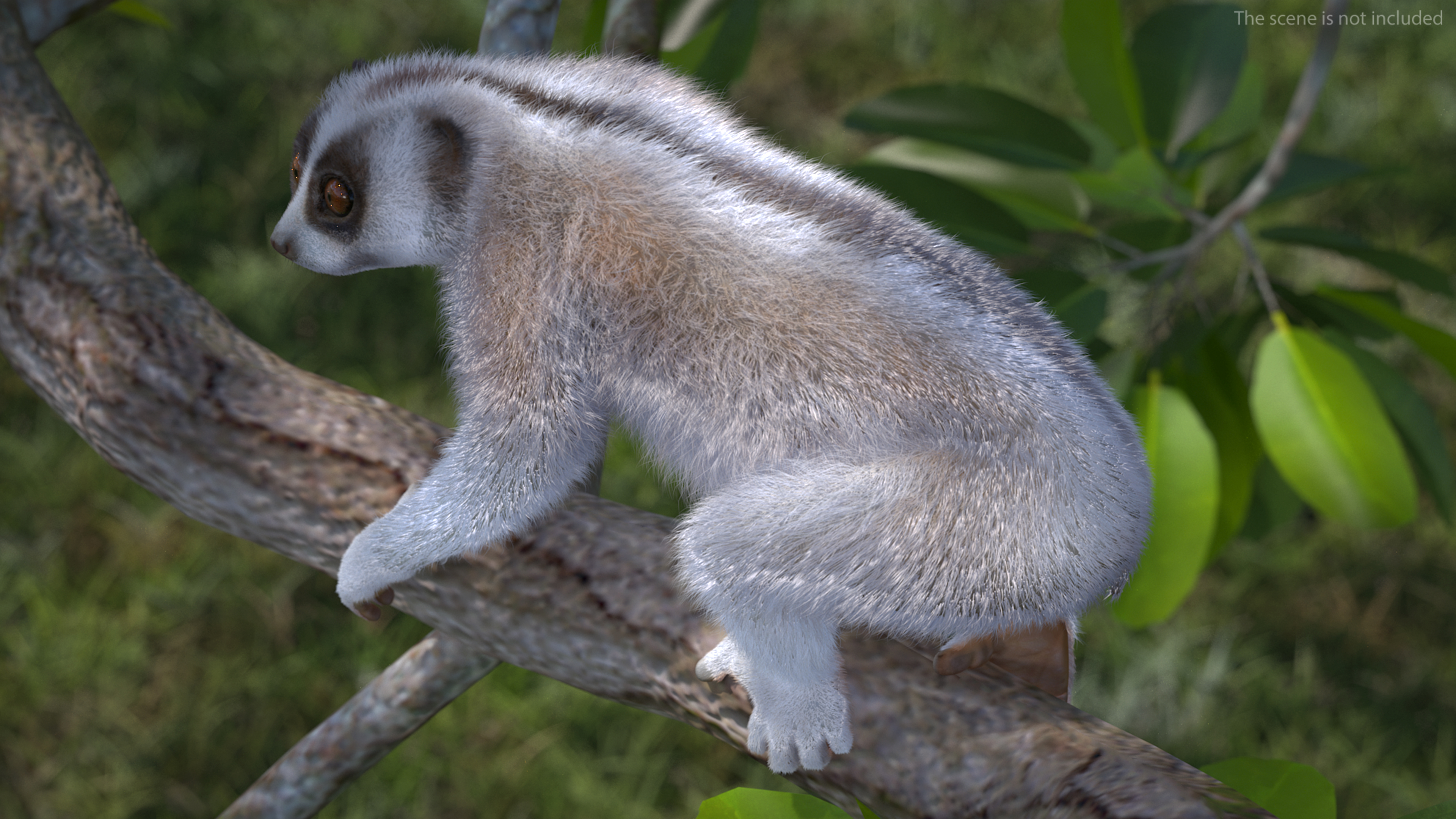 Javan Slow Loris Fur Rigged 3D