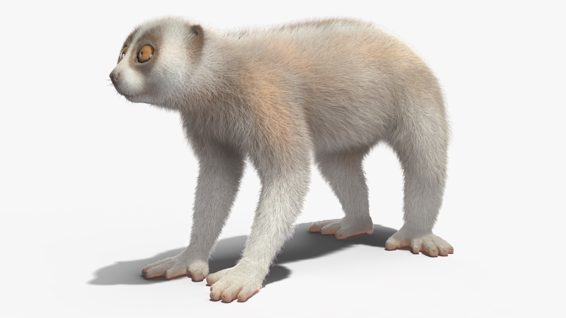 Javan Slow Loris Fur Rigged 3D