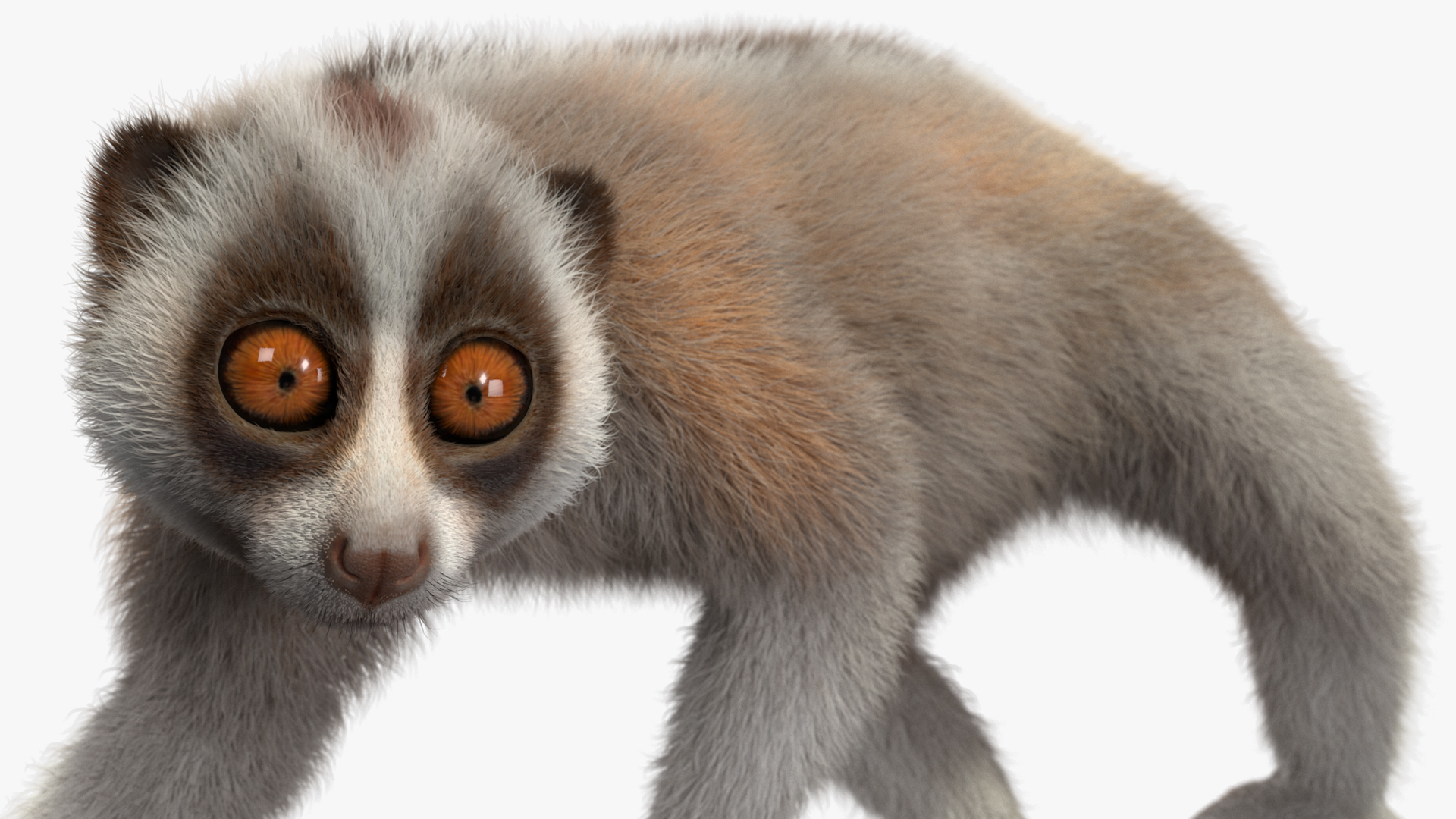 Javan Slow Loris Fur Rigged 3D