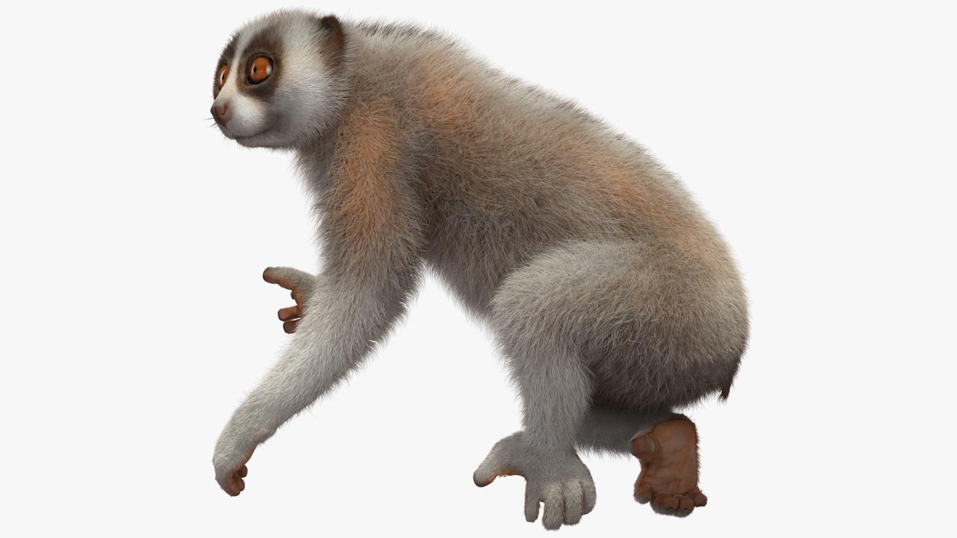 Javan Slow Loris Fur Rigged 3D