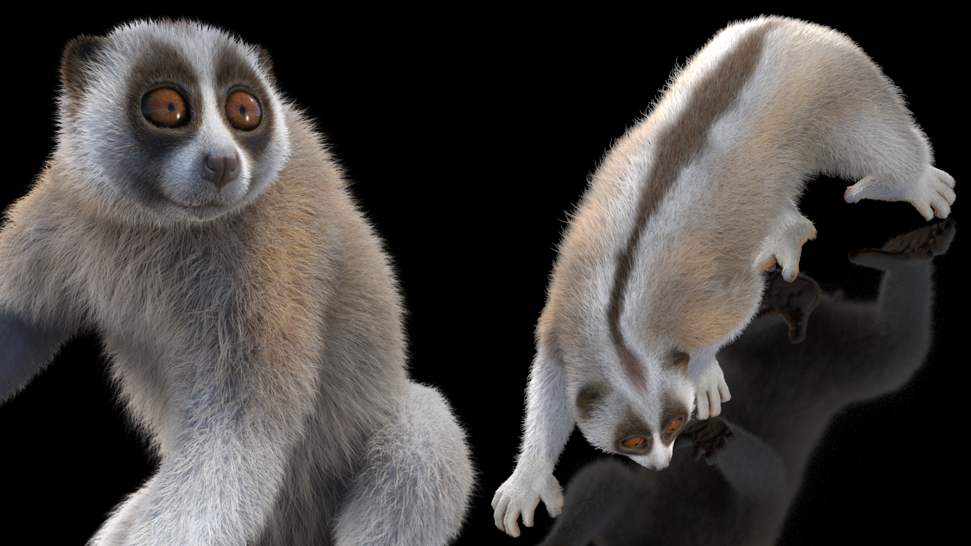 Javan Slow Loris Fur Rigged 3D