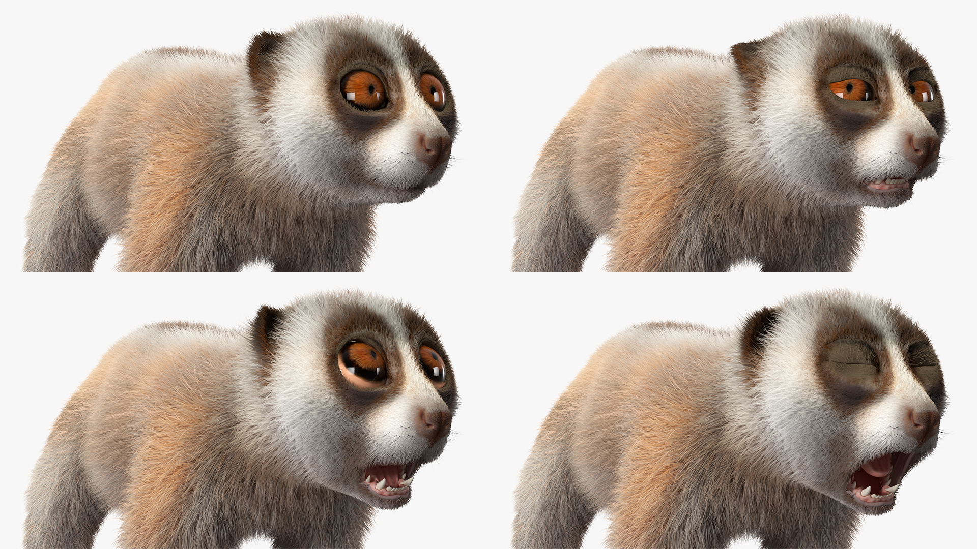 Javan Slow Loris Fur Rigged 3D