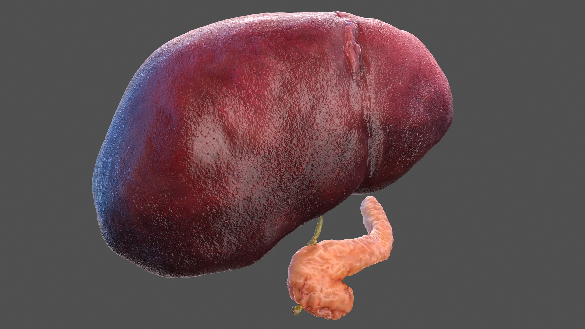 3D Human Liver Pancreas and Gallbladder