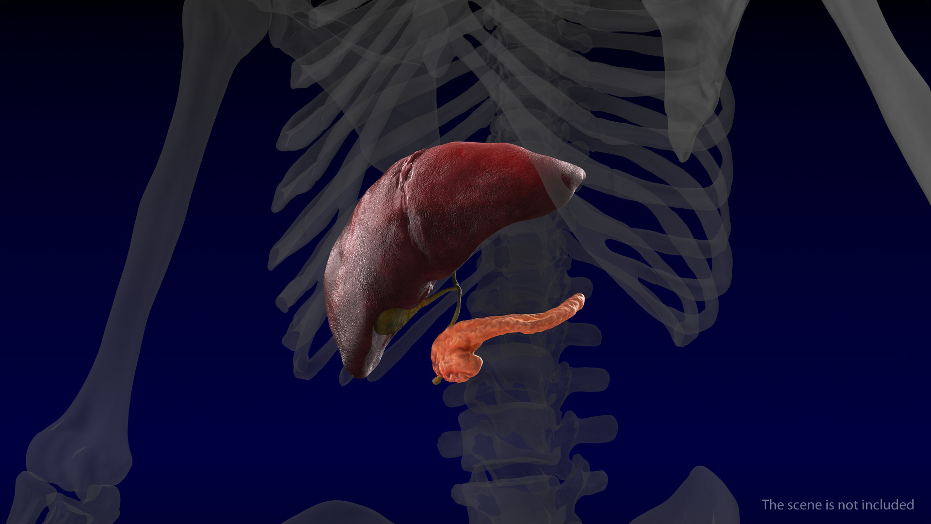 3D Human Liver Pancreas and Gallbladder