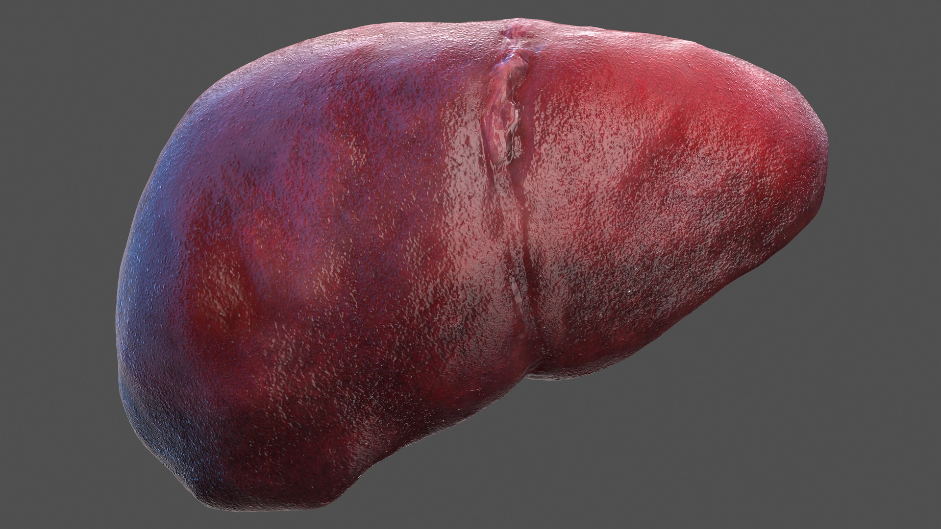 3D Human Liver Pancreas and Gallbladder