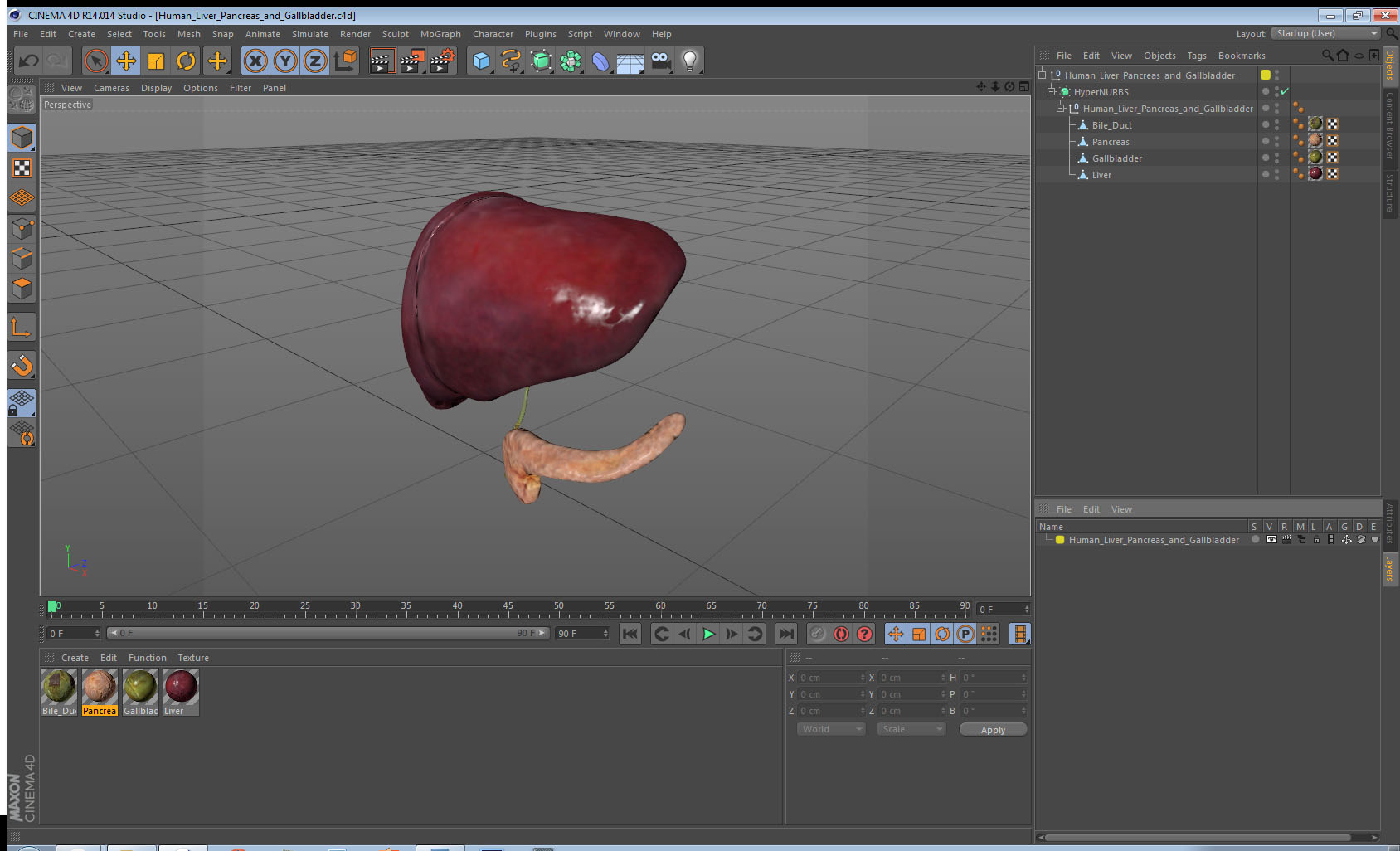 3D Human Liver Pancreas and Gallbladder