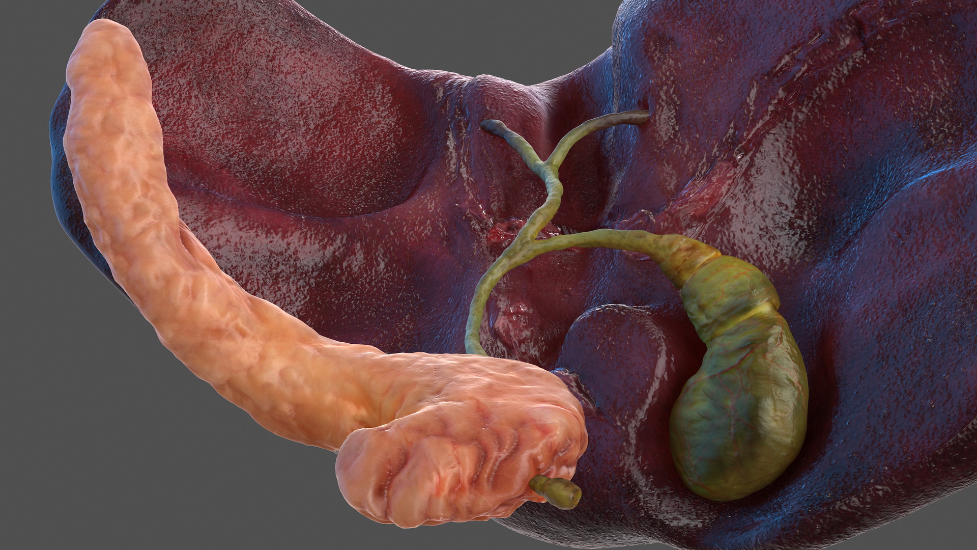 3D Human Liver Pancreas and Gallbladder