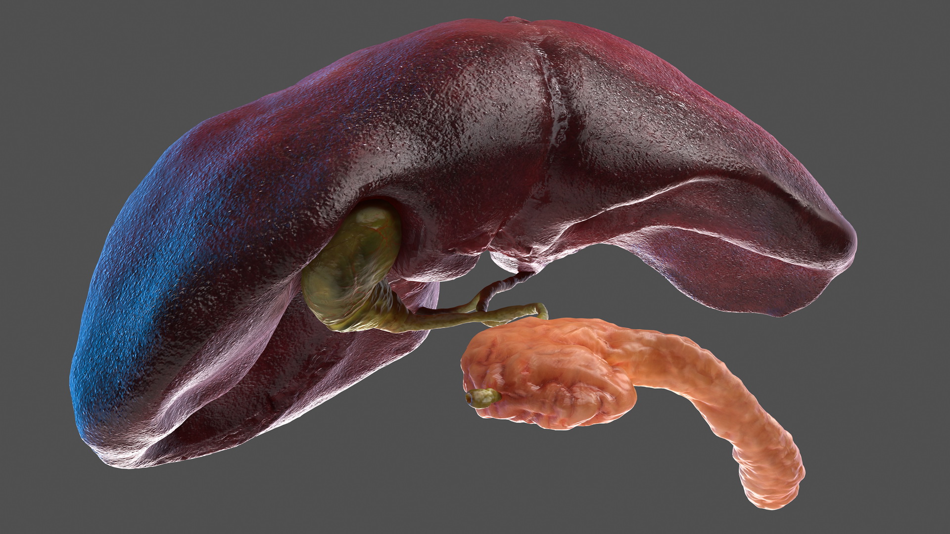 3D Human Liver Pancreas and Gallbladder