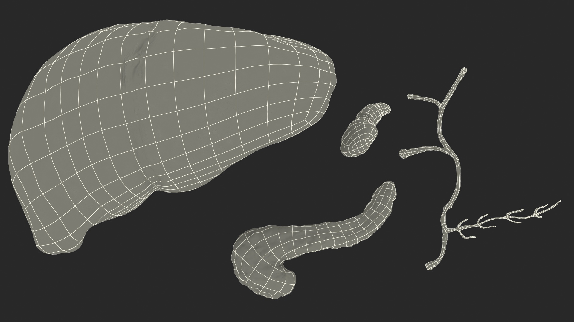 3D Human Liver Pancreas and Gallbladder