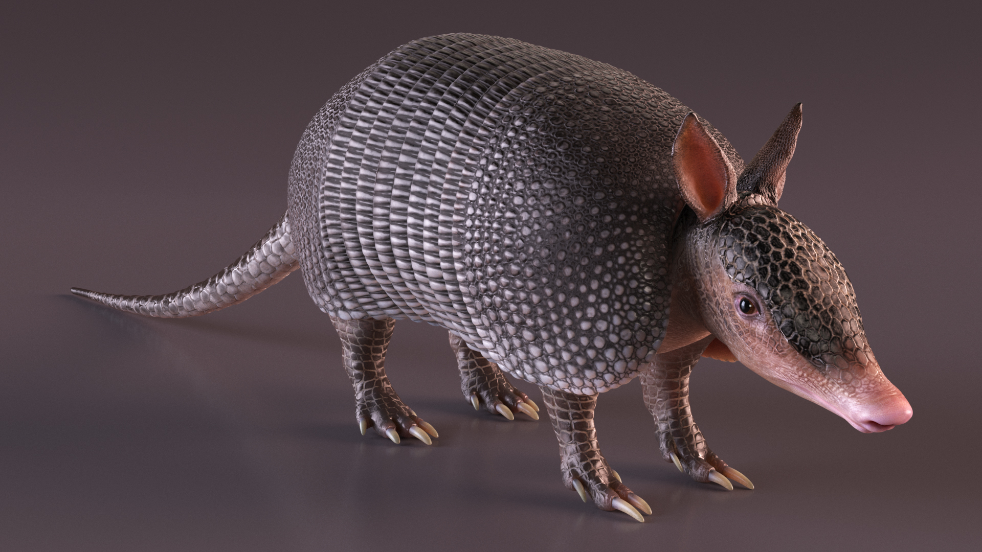 3D model Armadillo Black