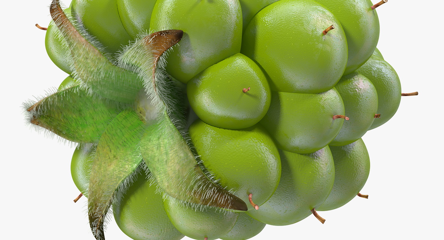 Unripe Green Blackberry with Fur 3D