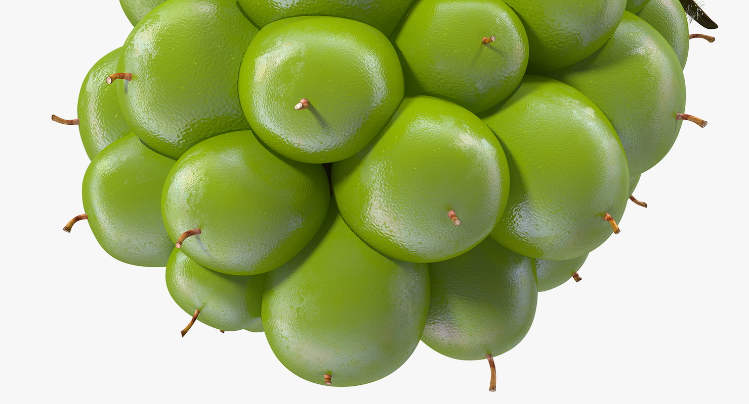 Unripe Green Blackberry with Fur 3D