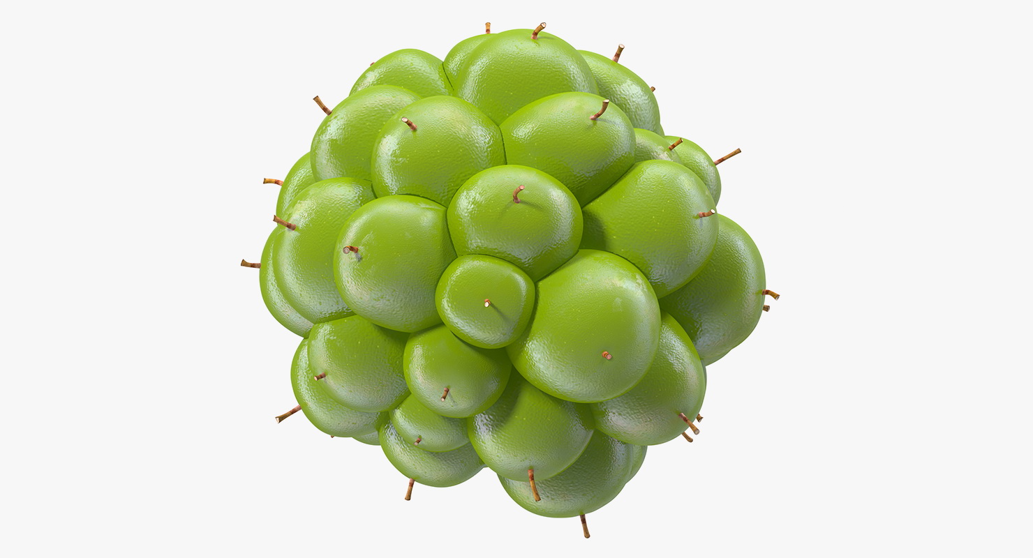 Unripe Green Blackberry with Fur 3D