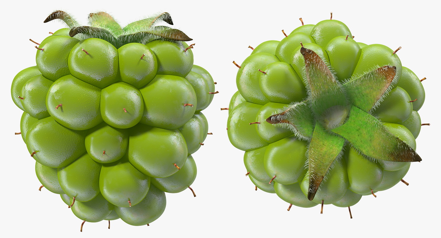 Unripe Green Blackberry with Fur 3D