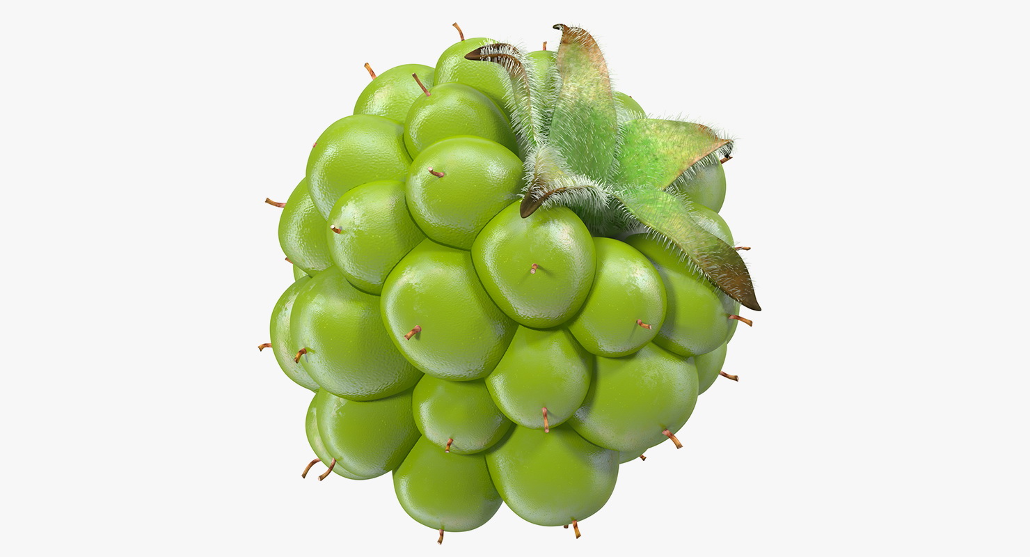 Unripe Green Blackberry with Fur 3D