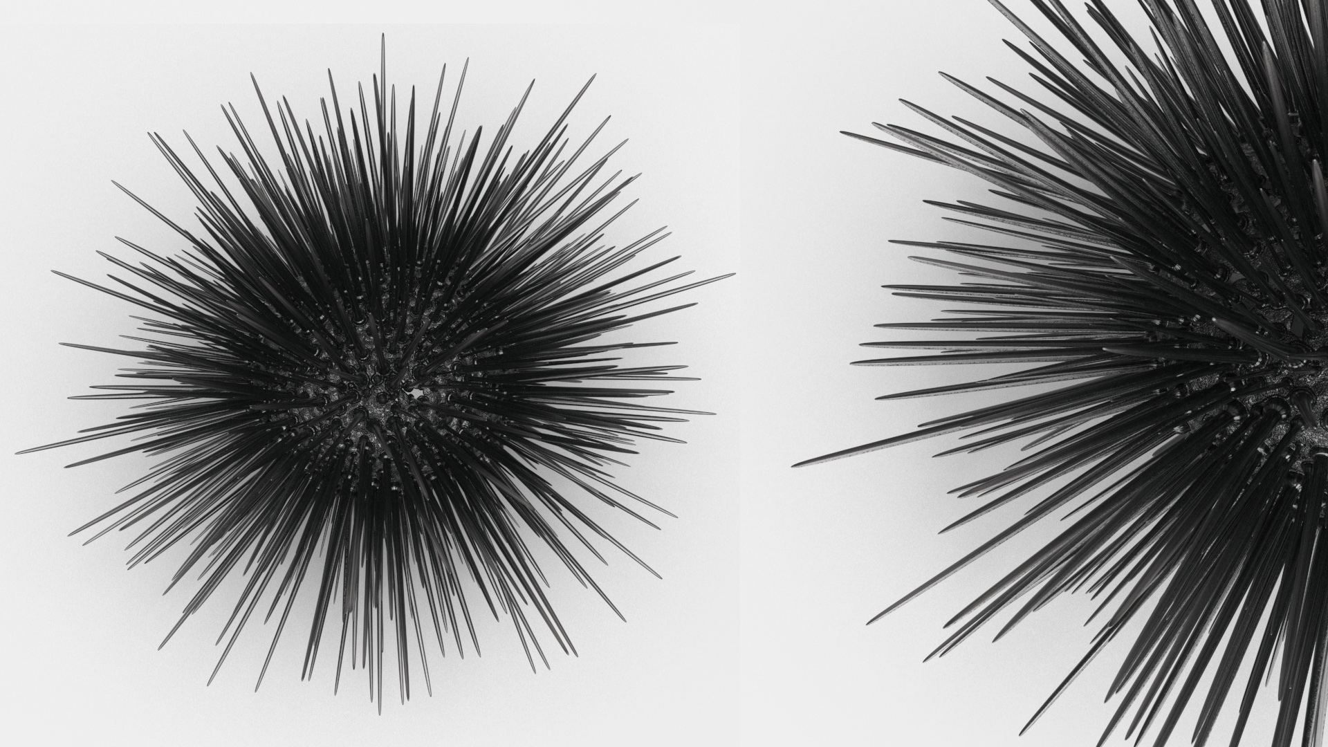 3D Black Sea Urchin