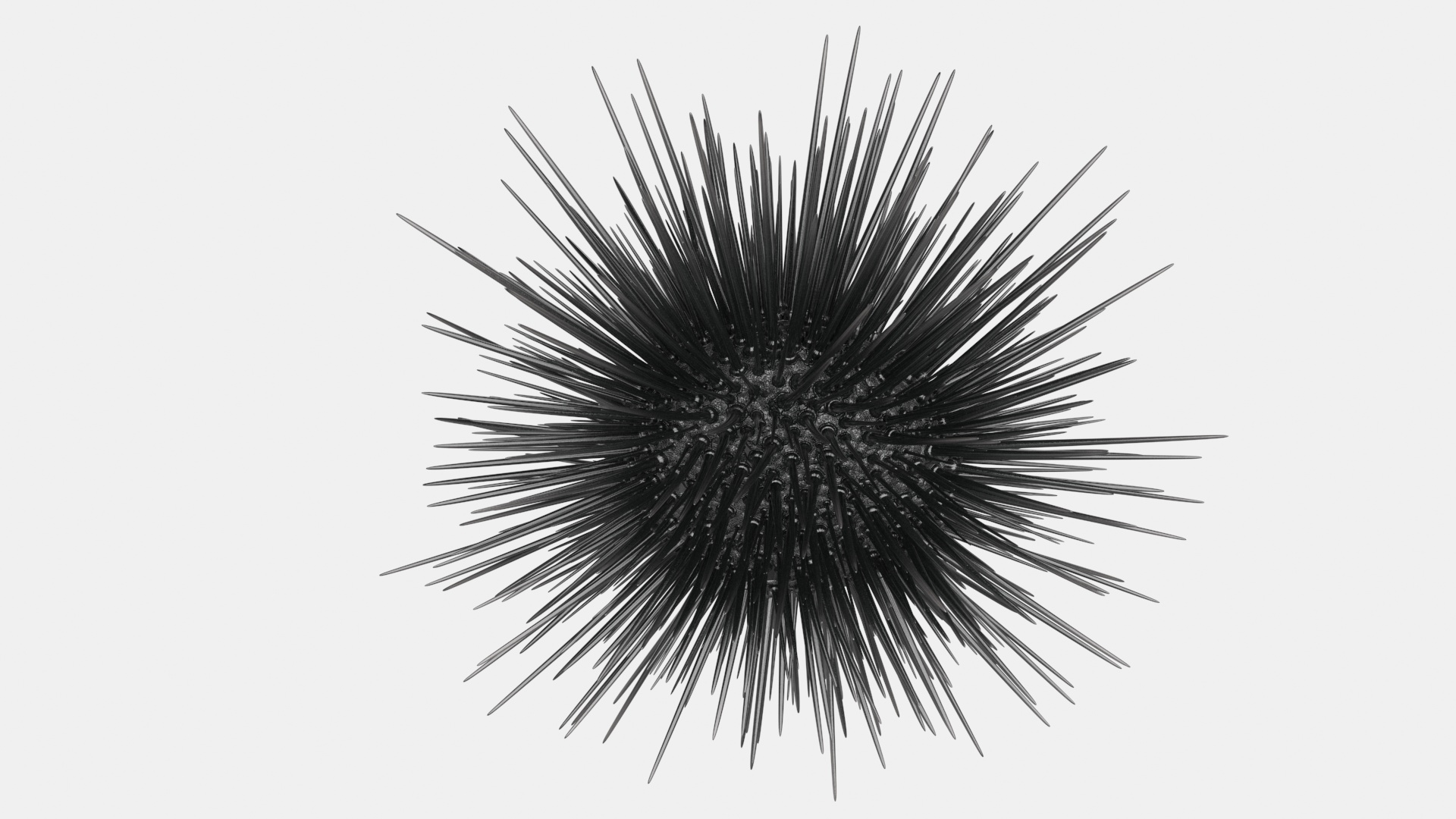 3D Black Sea Urchin