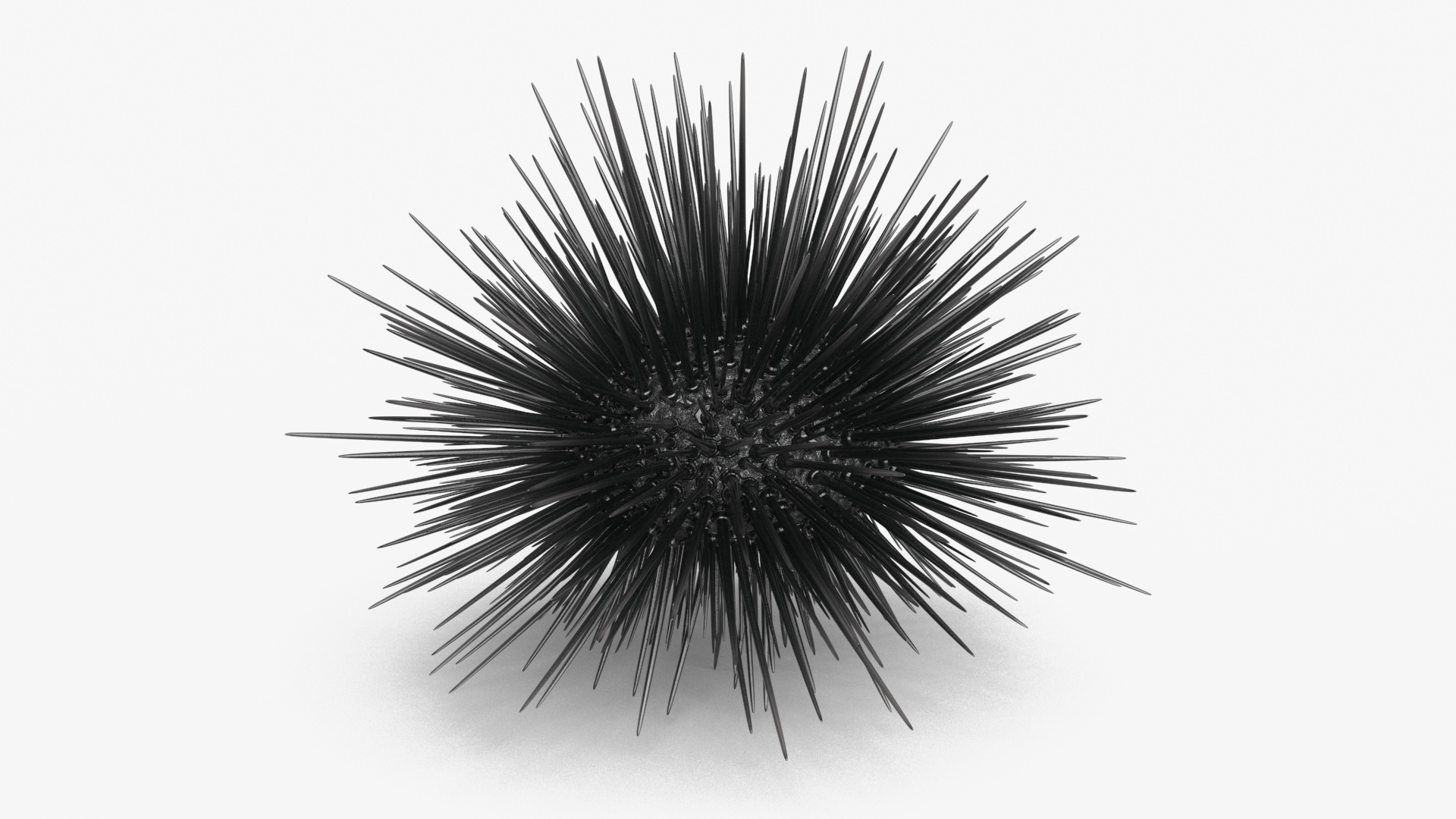 3D Black Sea Urchin