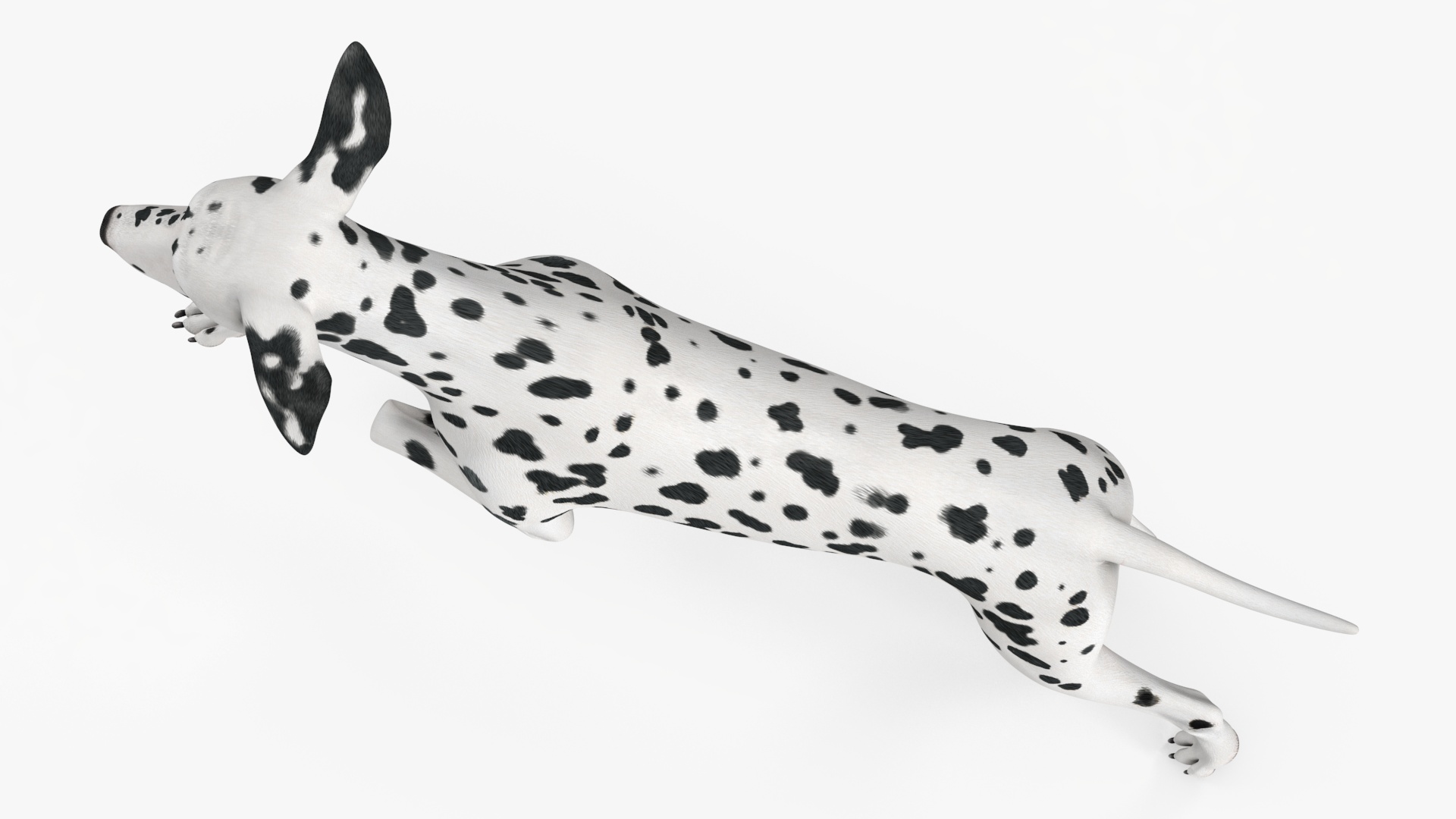 Running Spotted Dalmatian Dog 3D model